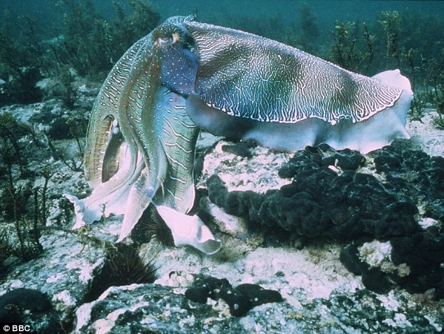 Image cuttlefish.jpg