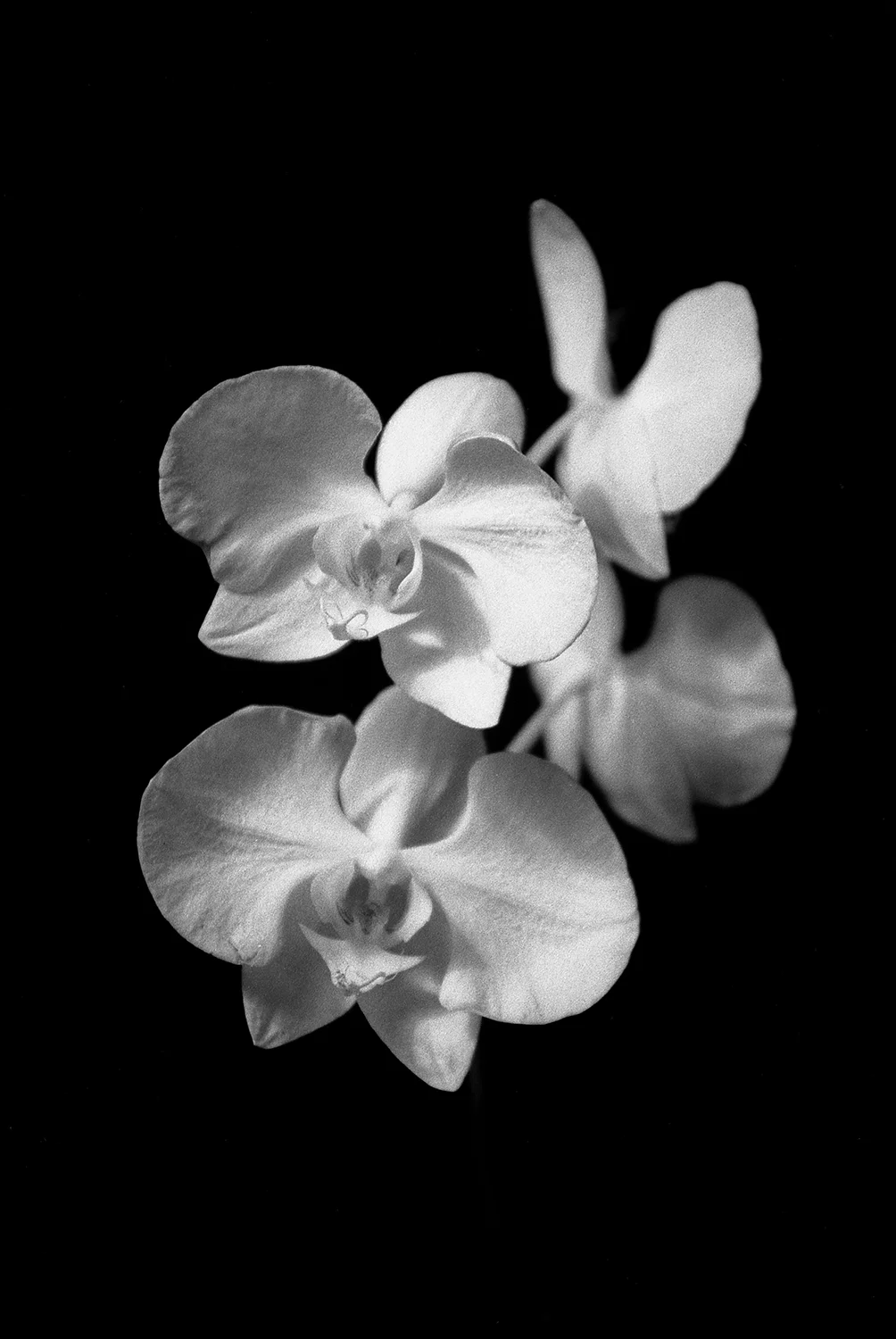 orchid.jpg