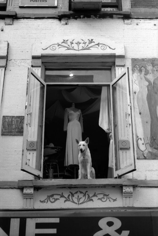 nyc dog in window.jpeg