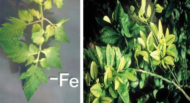 Symptoms of iron deficiency chlorosis