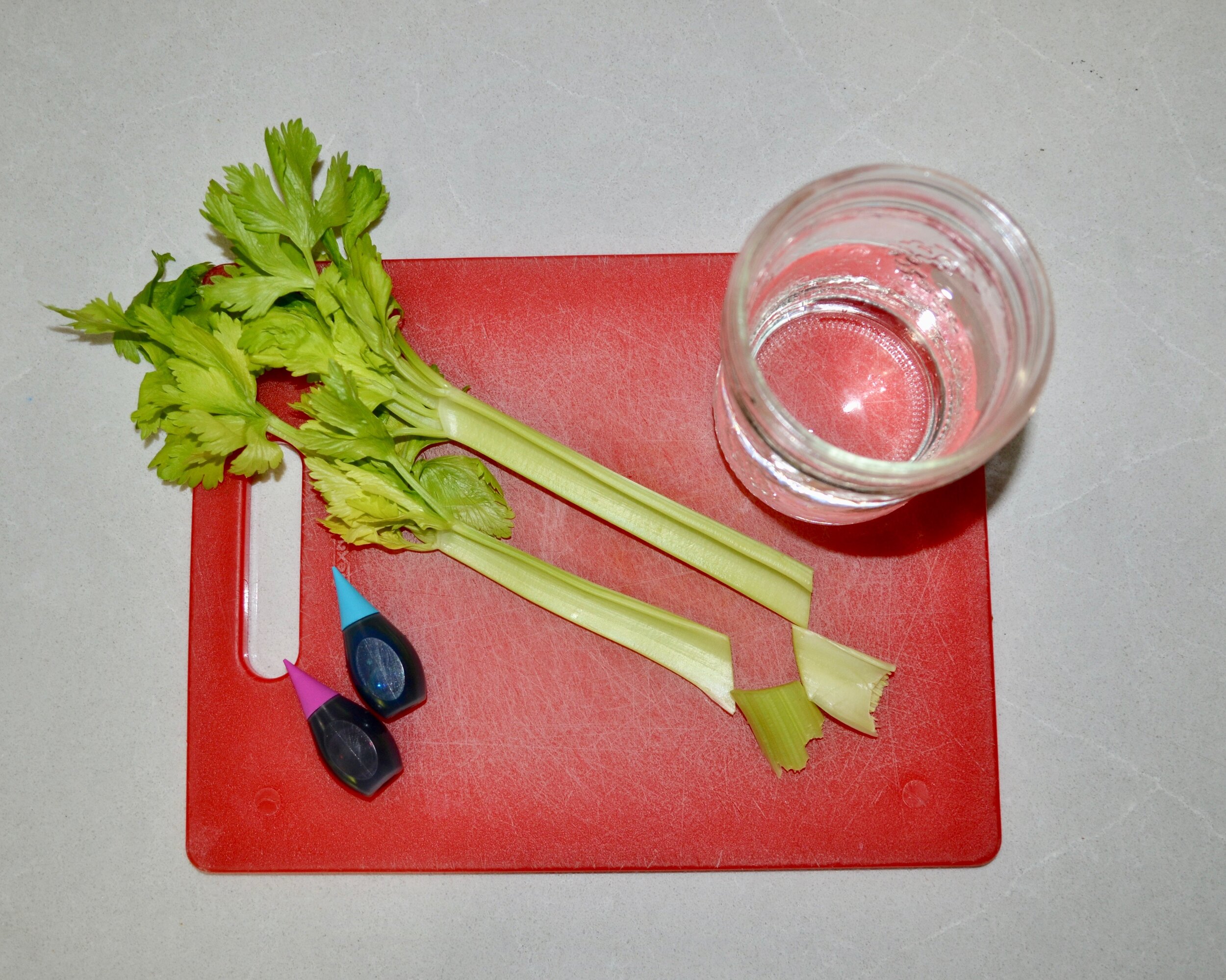 How Plants Grow Celery Experiment Growing Chefs!