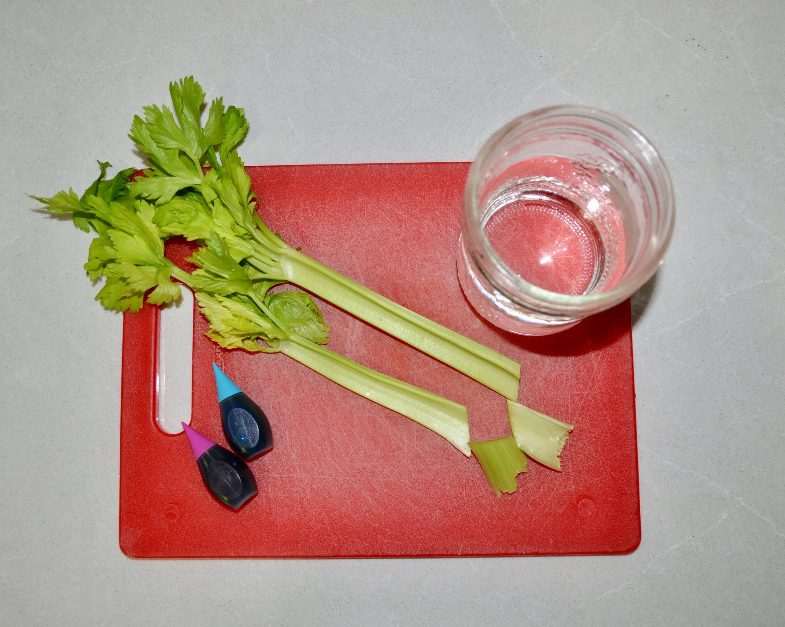 How Plants Grow Celery Experiment Growing Chefs 