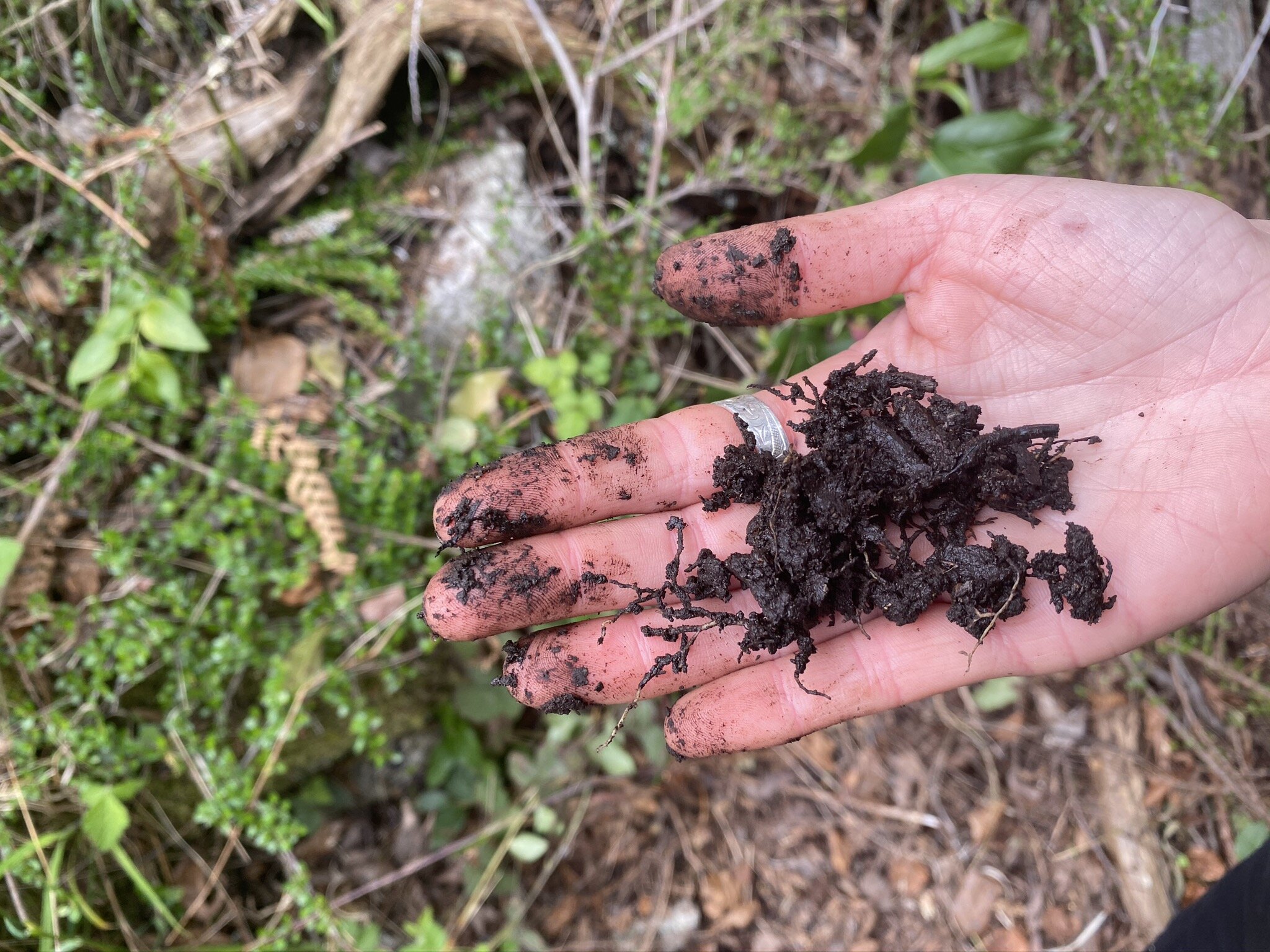 humus - soil - in hand.JPEG