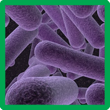 bacteria.png