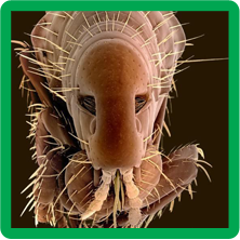 fleas.png
