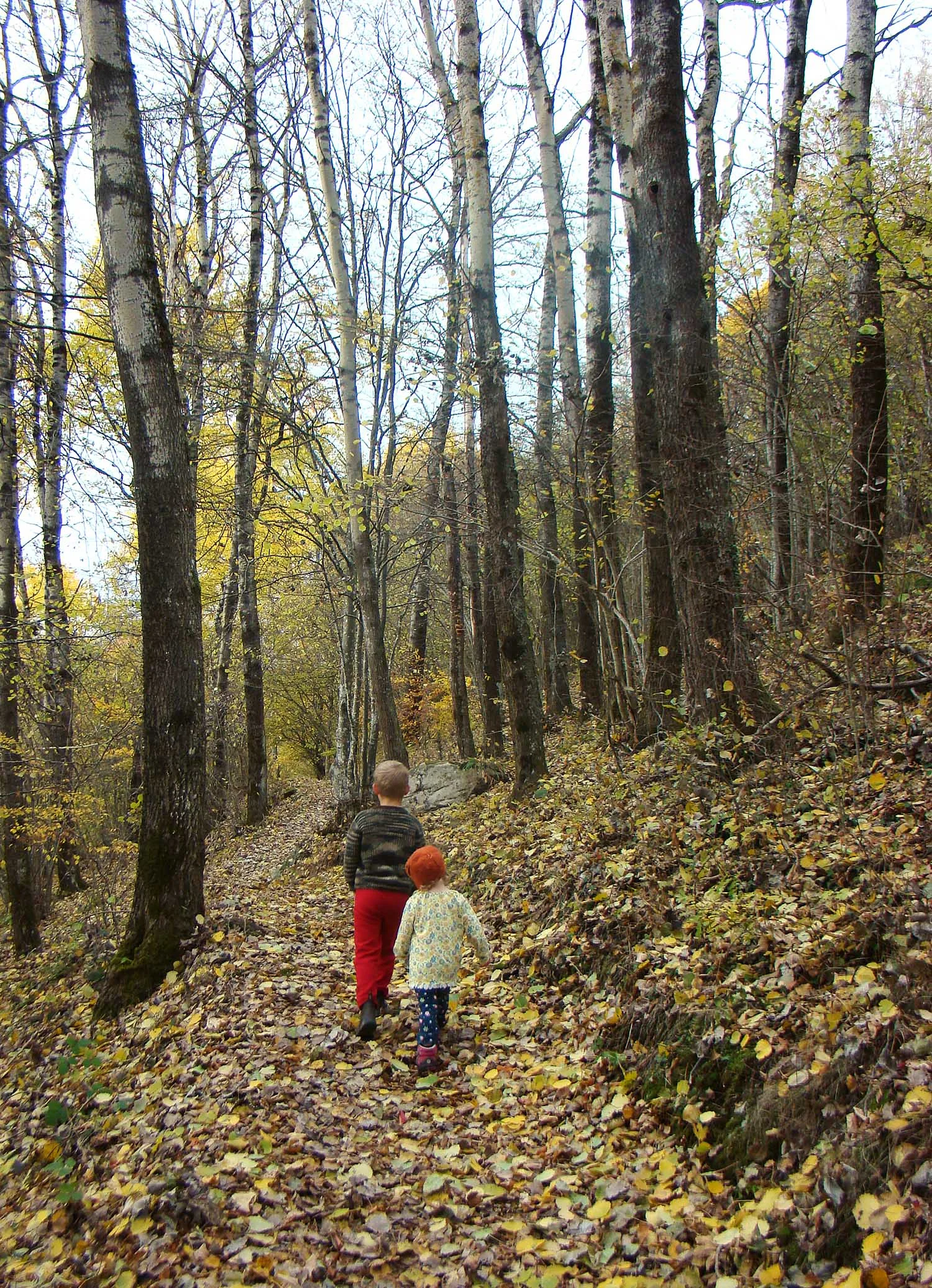 S_D_forest_walk.jpg