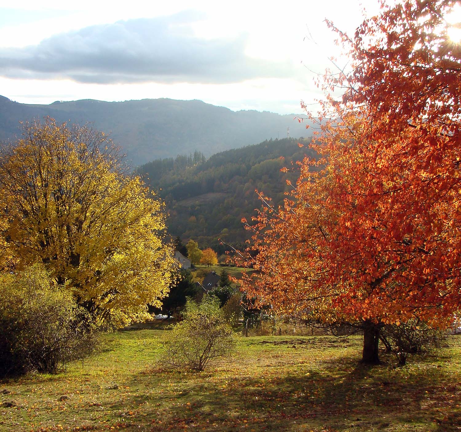 colourful_trees.jpg