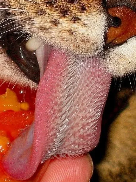 Una lengüita de gato. Foto de Marco Willemsen 