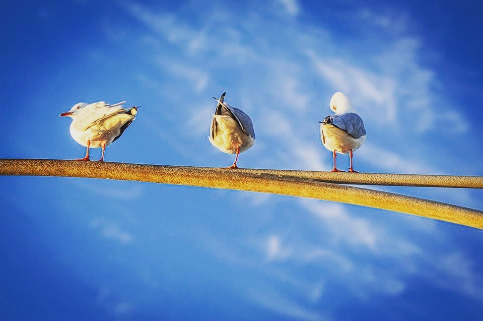 ❤️ a simple comp.
#seagull #blue #coastalliving #oceangrove #photography #clouds #art #instagood #instamood