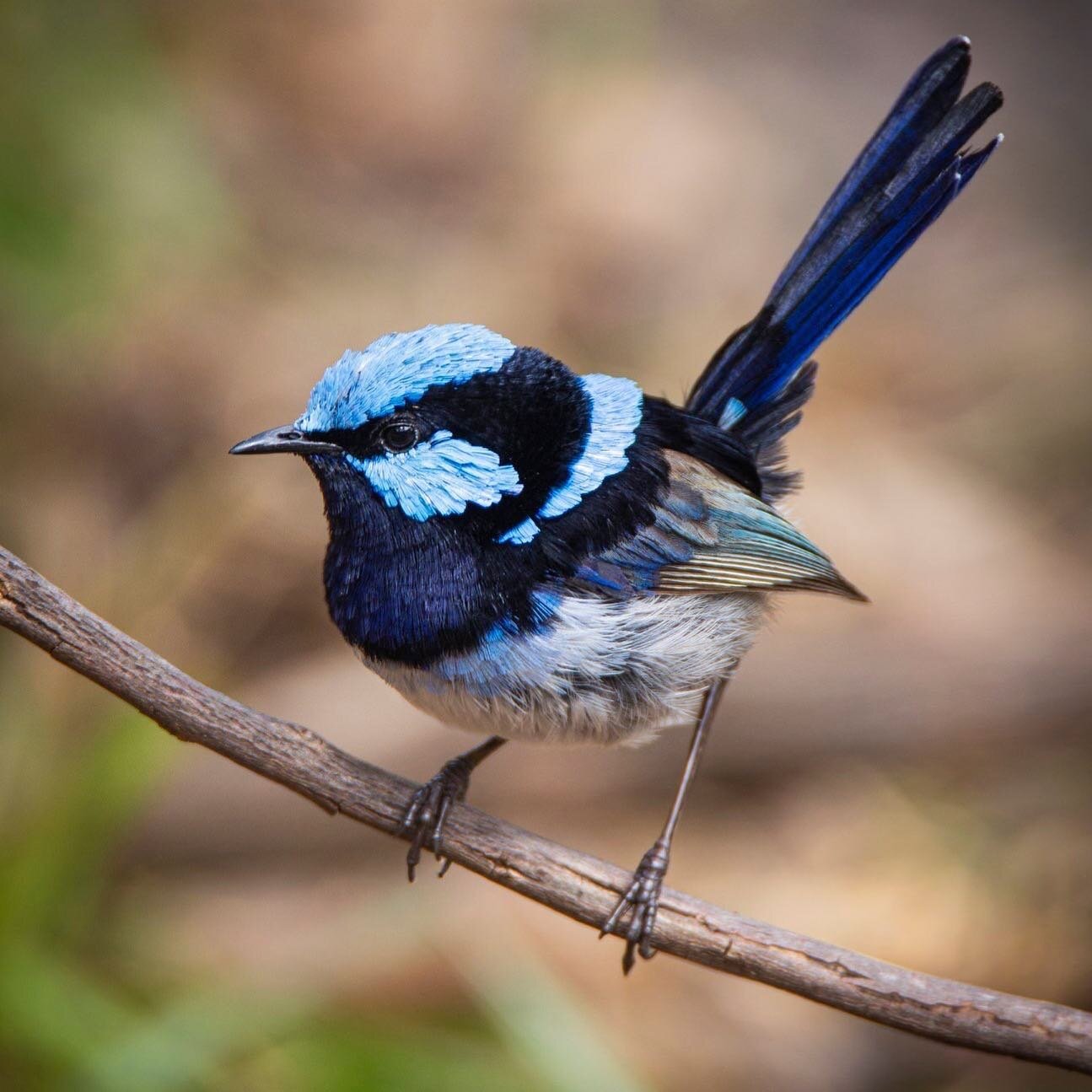 ❤️A BLUE WREN.
#bluewren #birds #birdphotography #wildlife #australia #camera #biglens #birding #zoom