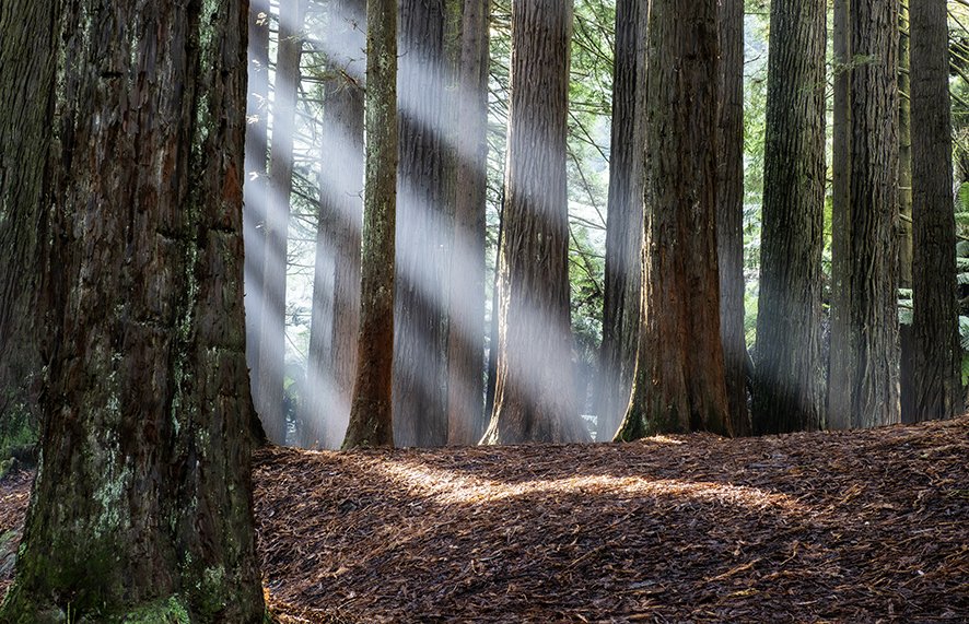 THE REDWOODS OF BEECH FORREST