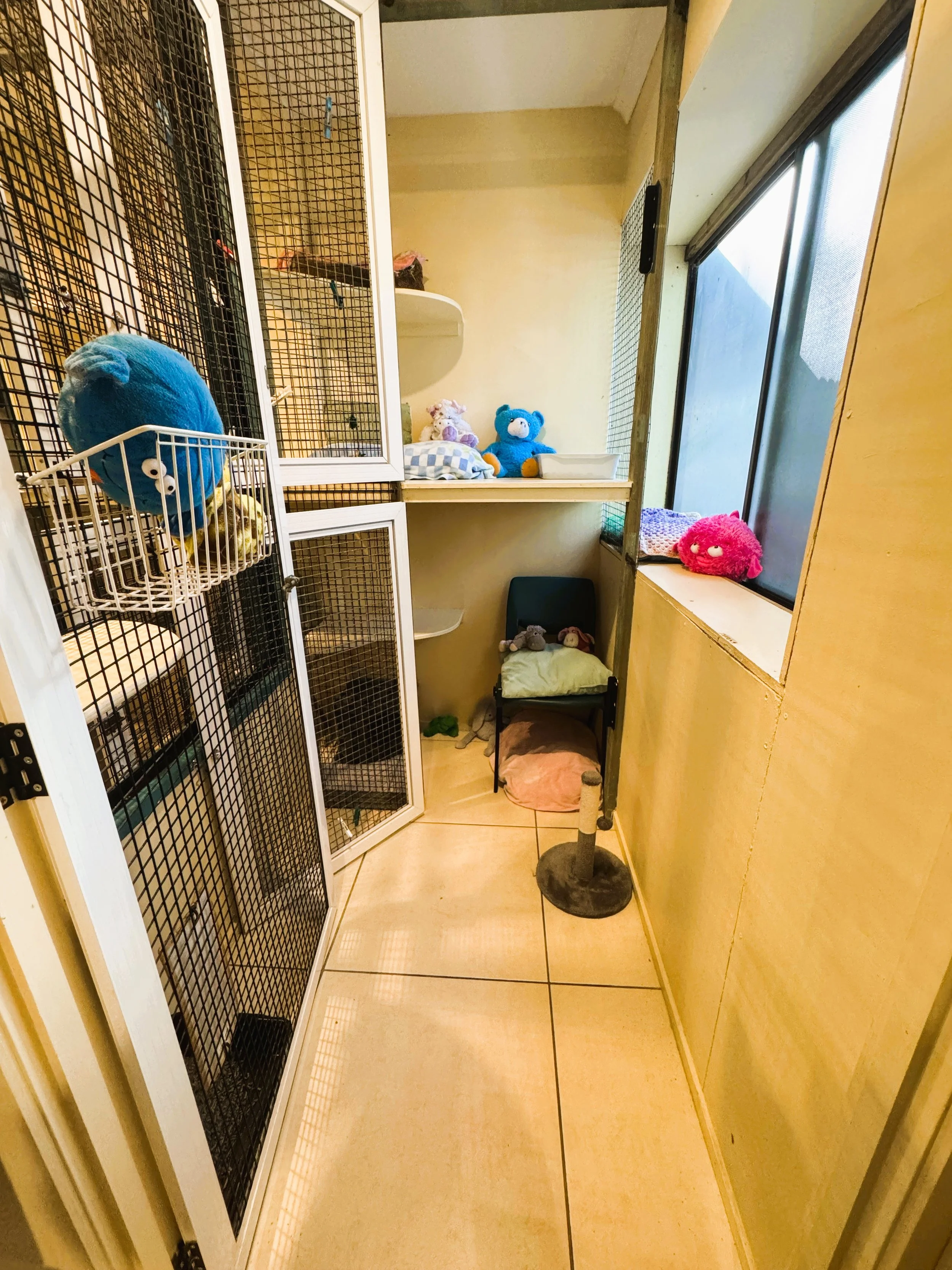 cattery suite edit.JPG