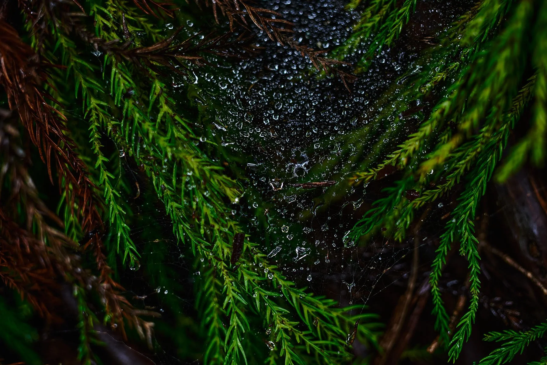TI_photography_L_53.jpg
