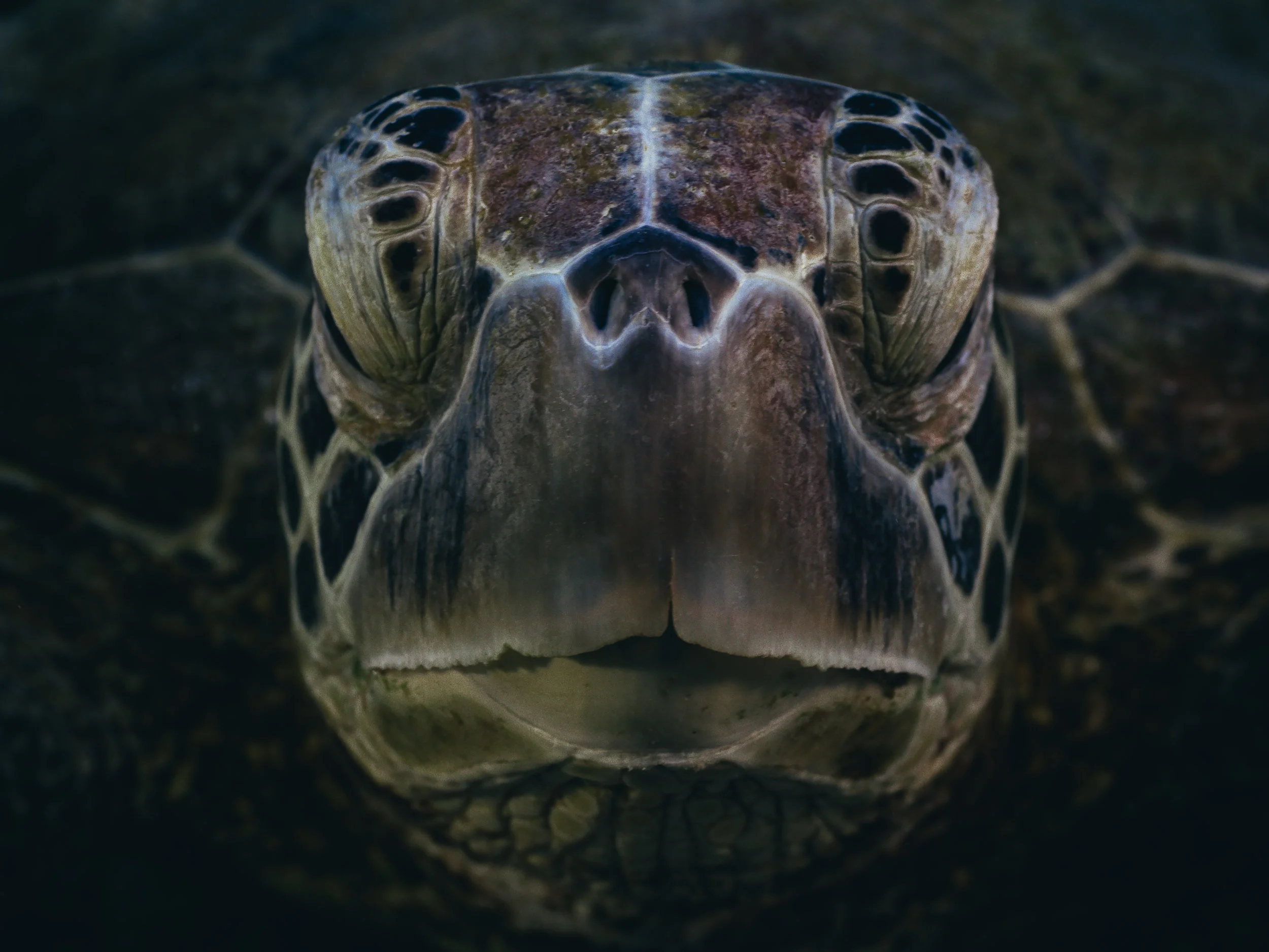 190204-turtle-3.jpg