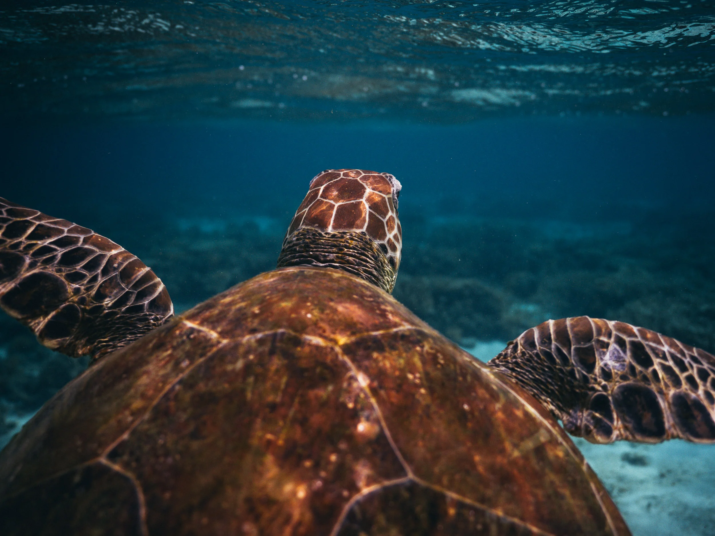 190204-turtles-3.jpg