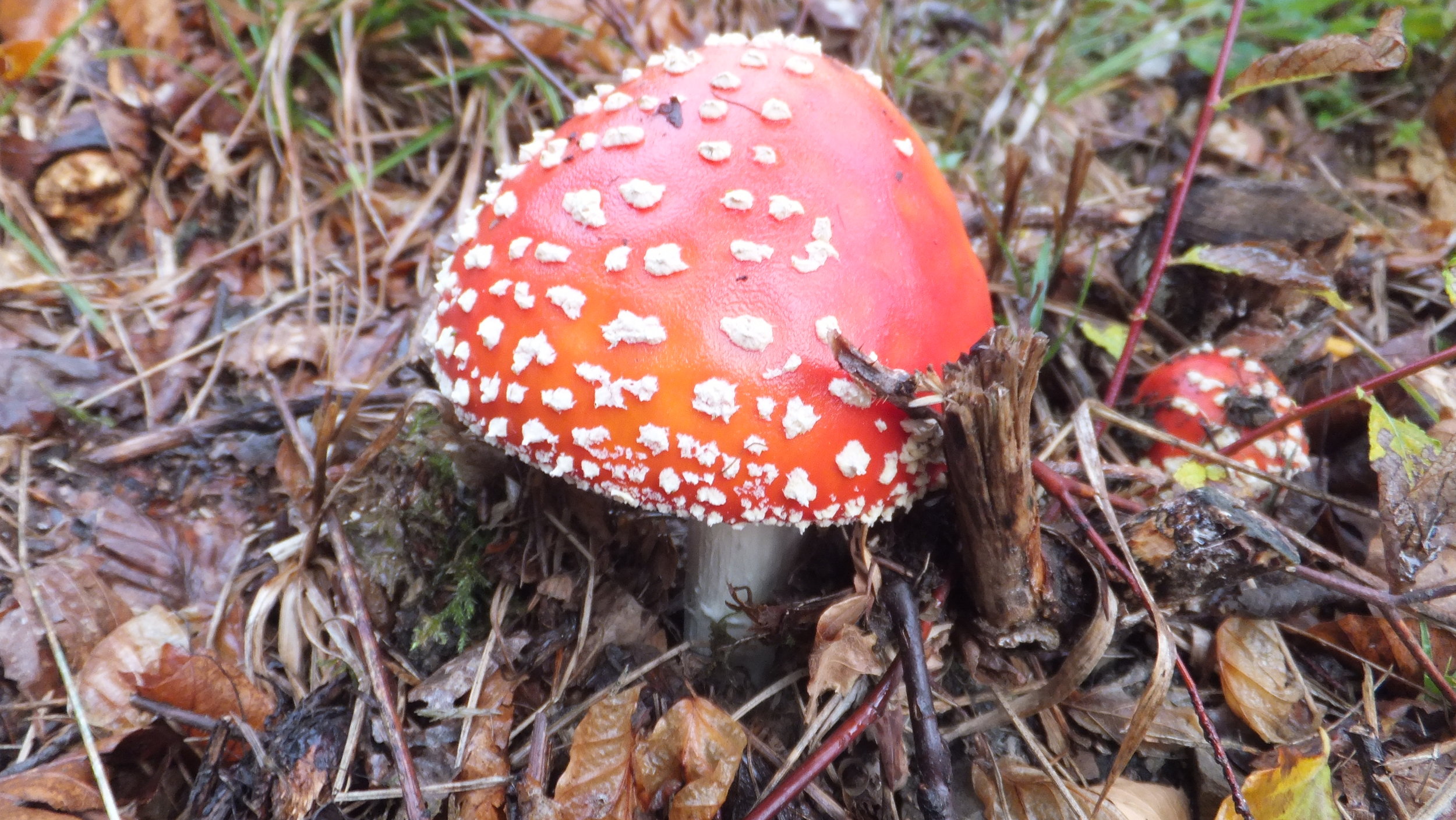 DSCF3062.JPG