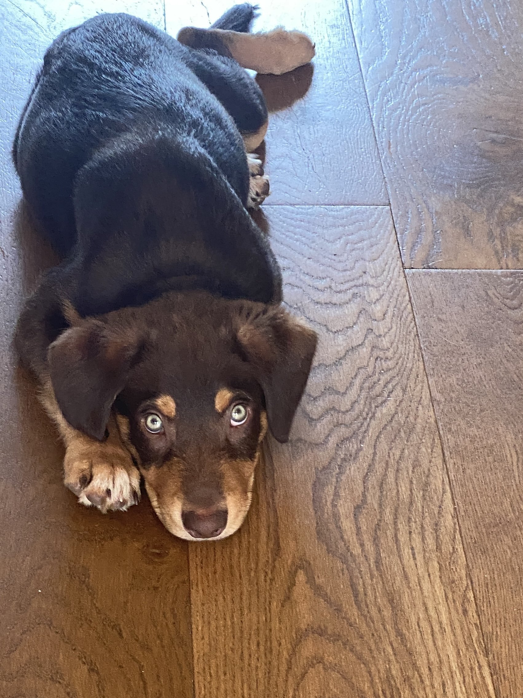 A cute red kelpie puppy lying on a wooden floor, looking up at the camera with blue eyes