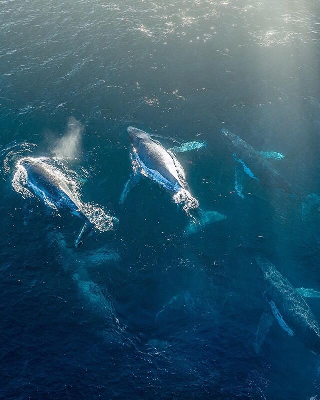 I was lucky enough to witness this year&rsquo;s Whale migration first hand off Long Reef today. We were treated to a show by two pods one with six large humpbacks which were nearly impossible to capture in one go.  Can you see all six? It&rsquo;s not