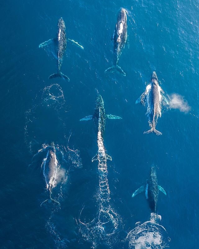 Finding whales this season has probed to be the most successful so far. I am in awe of these beautiful beasts and looking forward to doing a boat tour next week with @alex.savidis Let me know if you want this as a print and I&rsquo;ll put it up in my