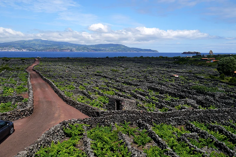 Azores-vineyard#7-seaback.jpg