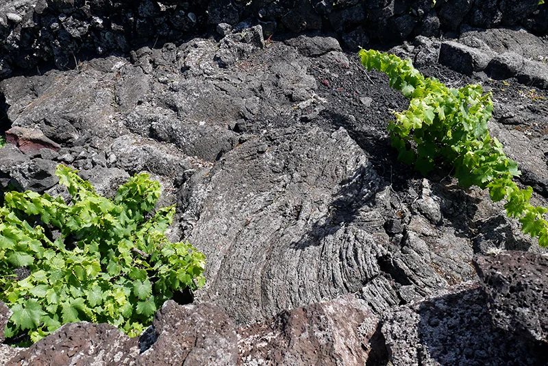 Azores-vineyard#6-soilsurface.jpg