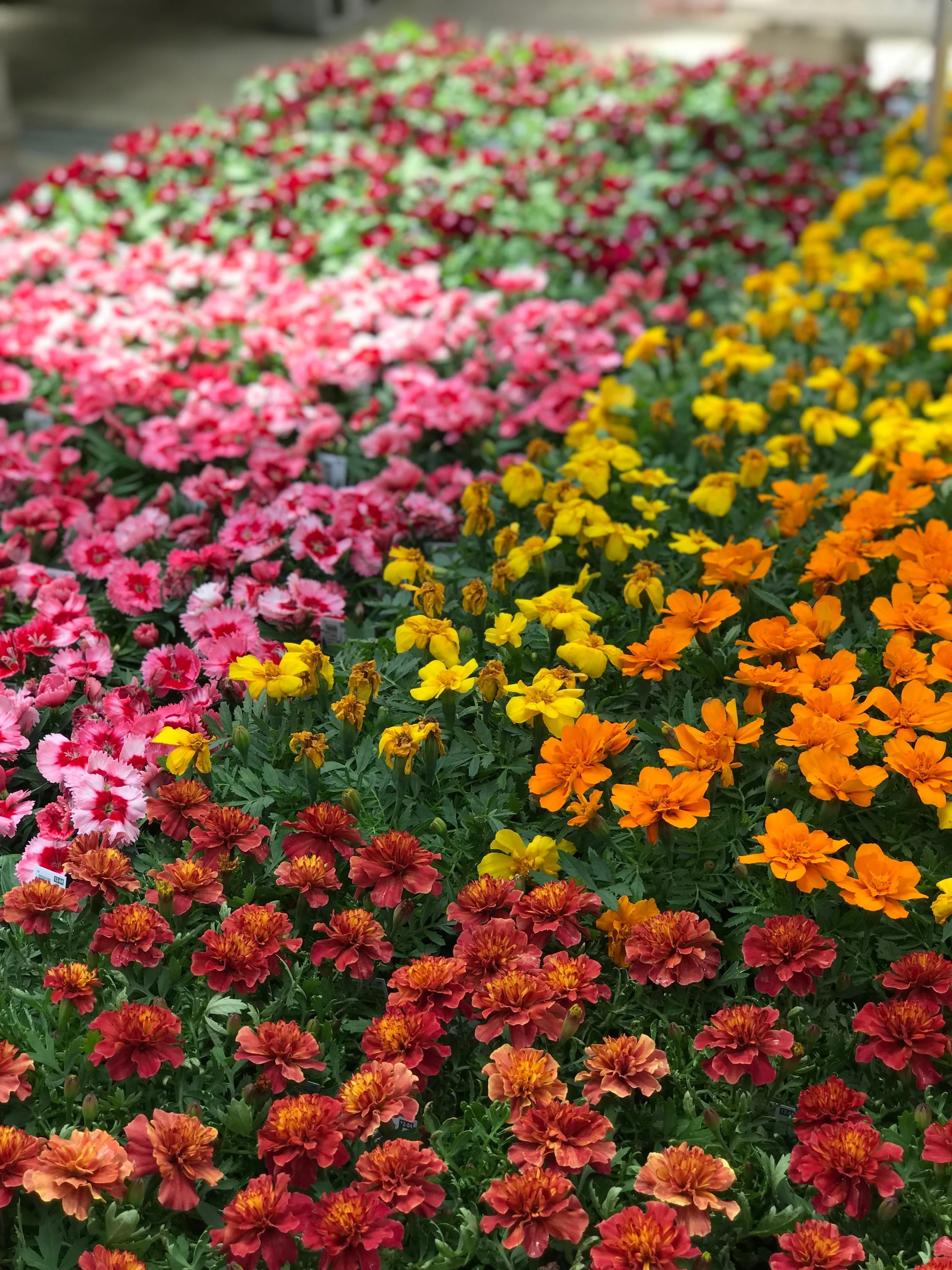 Annual Flat $19.99 (48 plants)