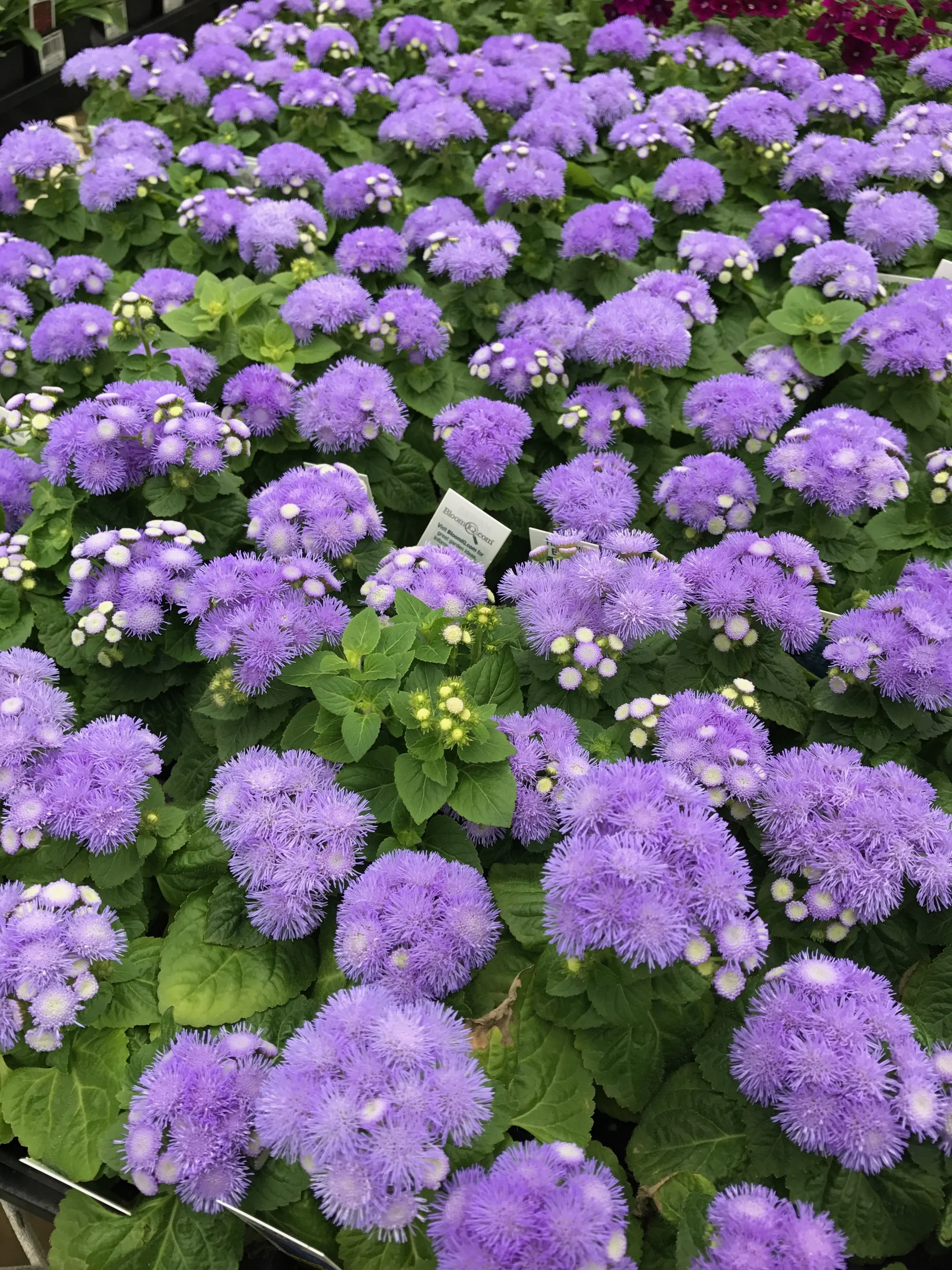 4.5" Annual $5.99+