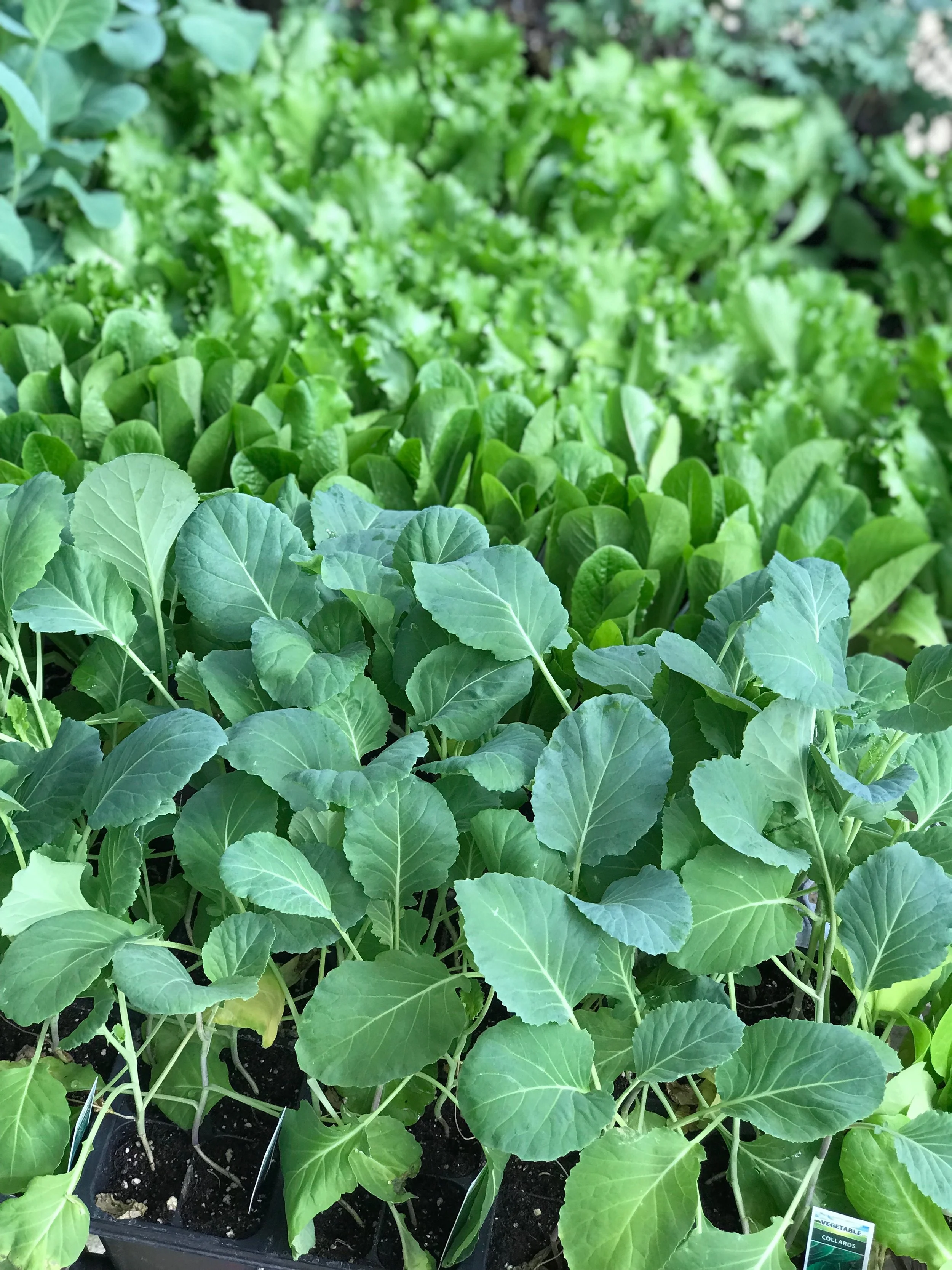 4" Veg. &amp; Herbs $4.99