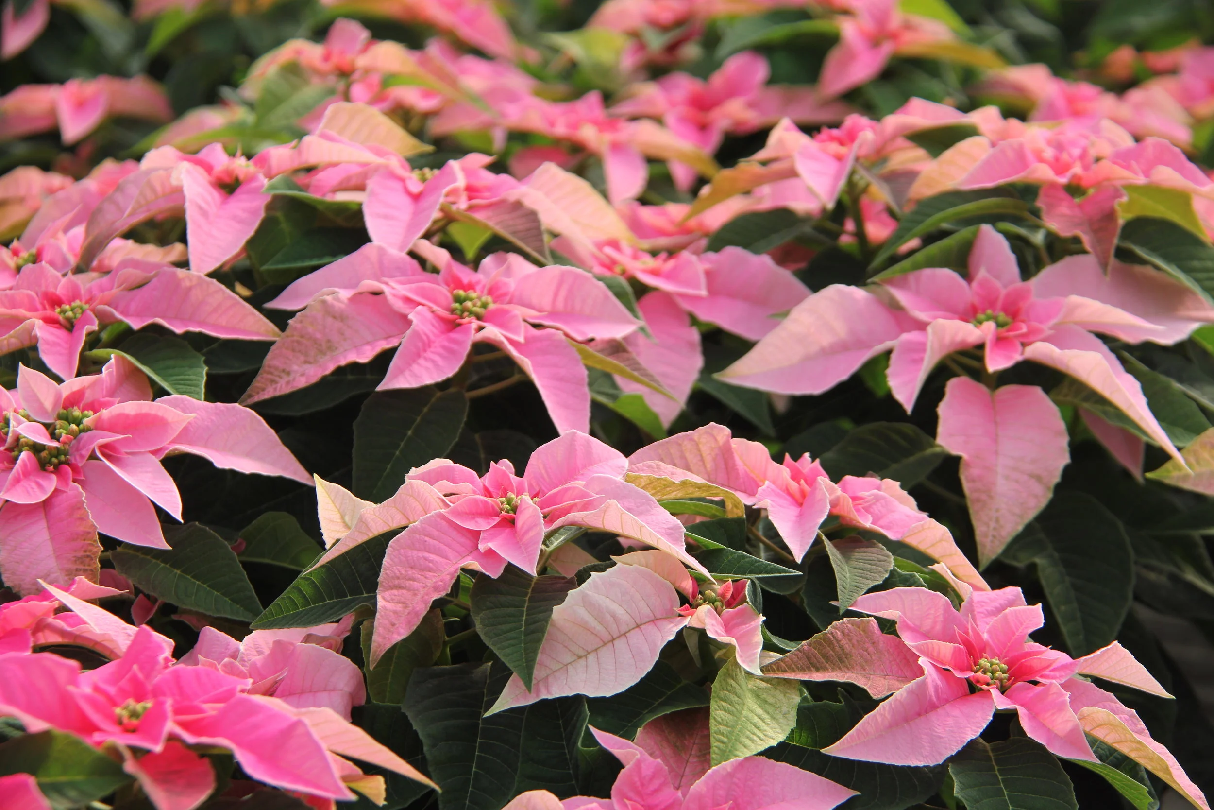 6" Poinsettia $7.99-$12.99