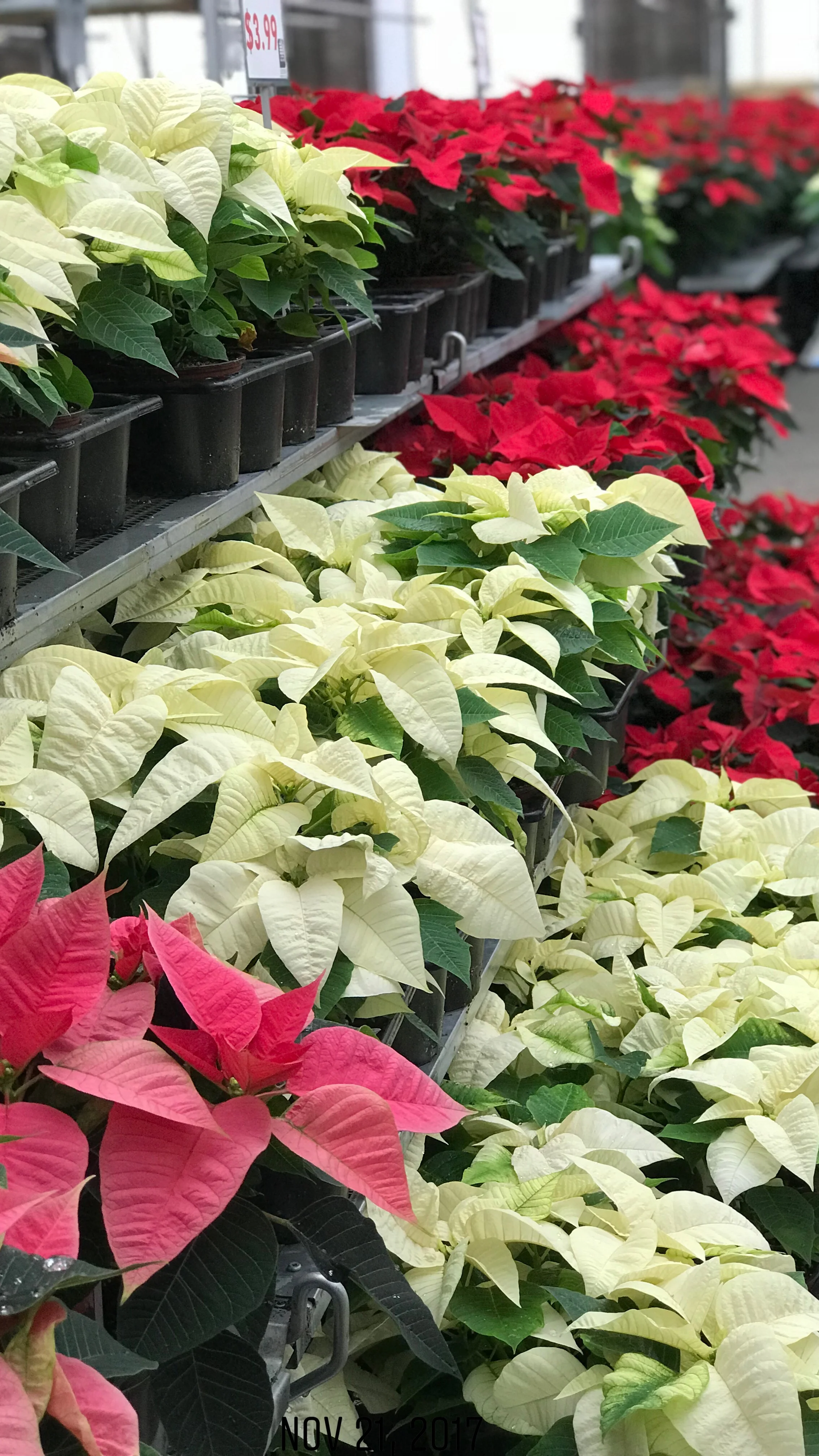 4.5" Poinsettia $5.99