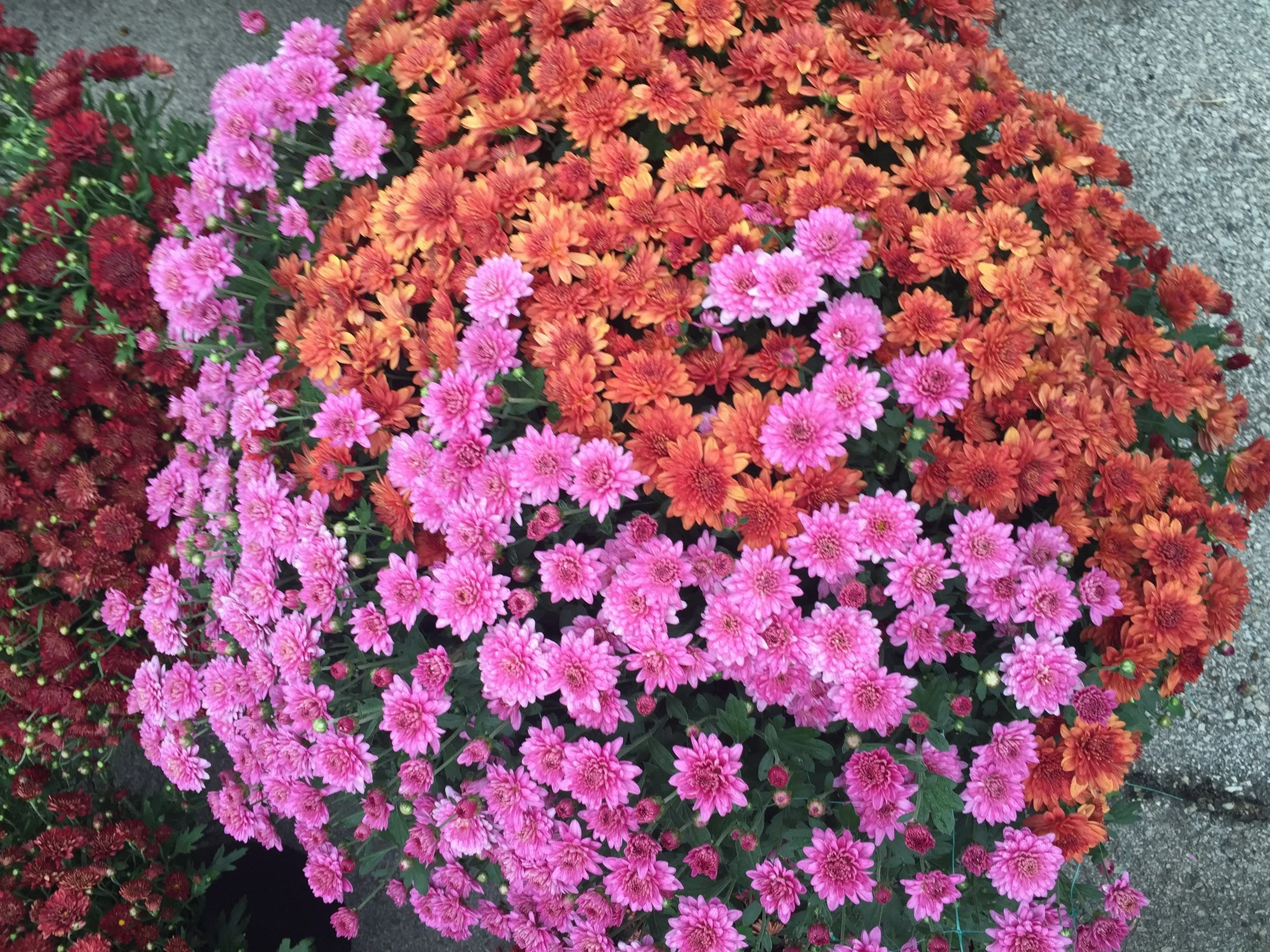14" Mum $18.99