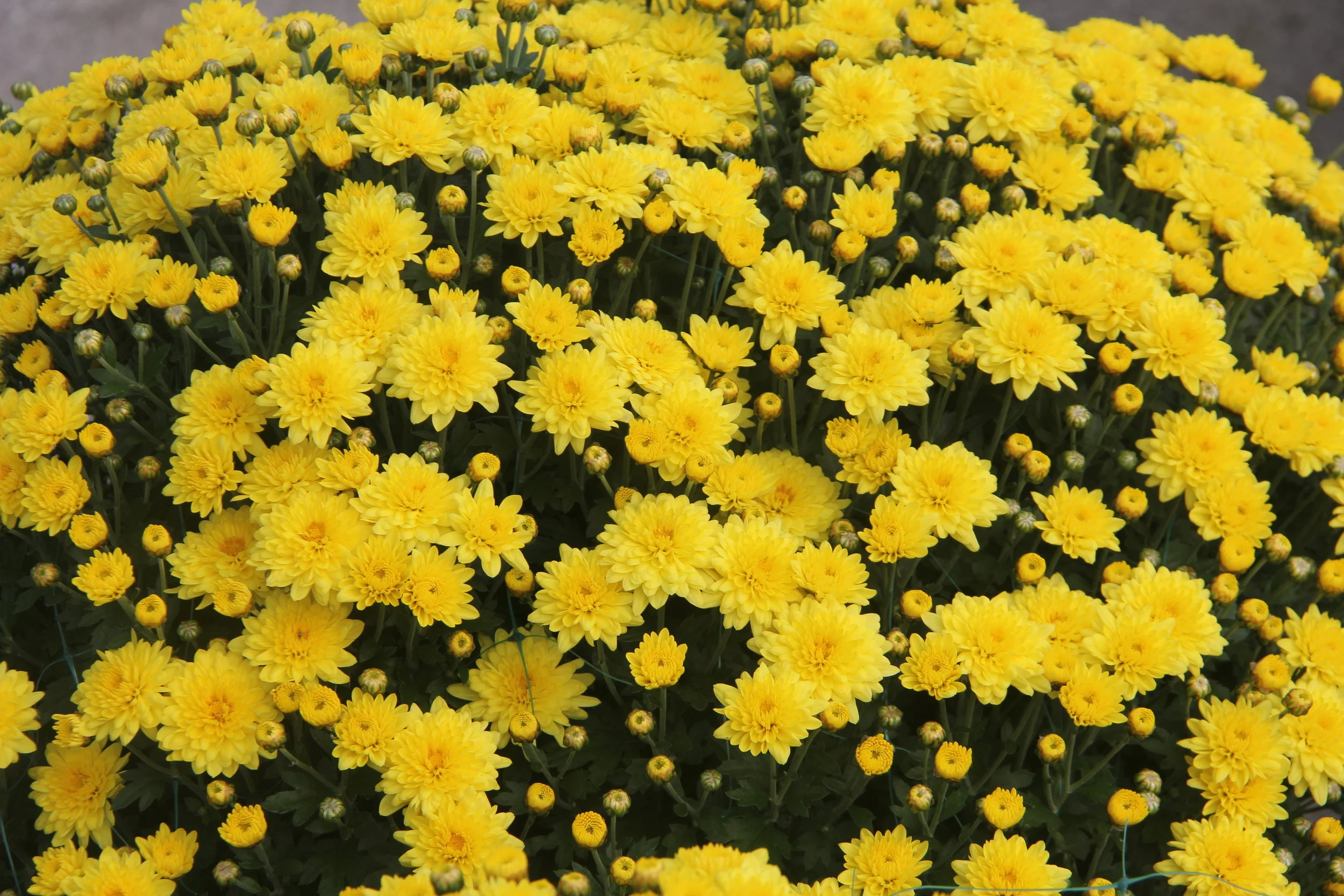 8" Hardy Mum $6.99