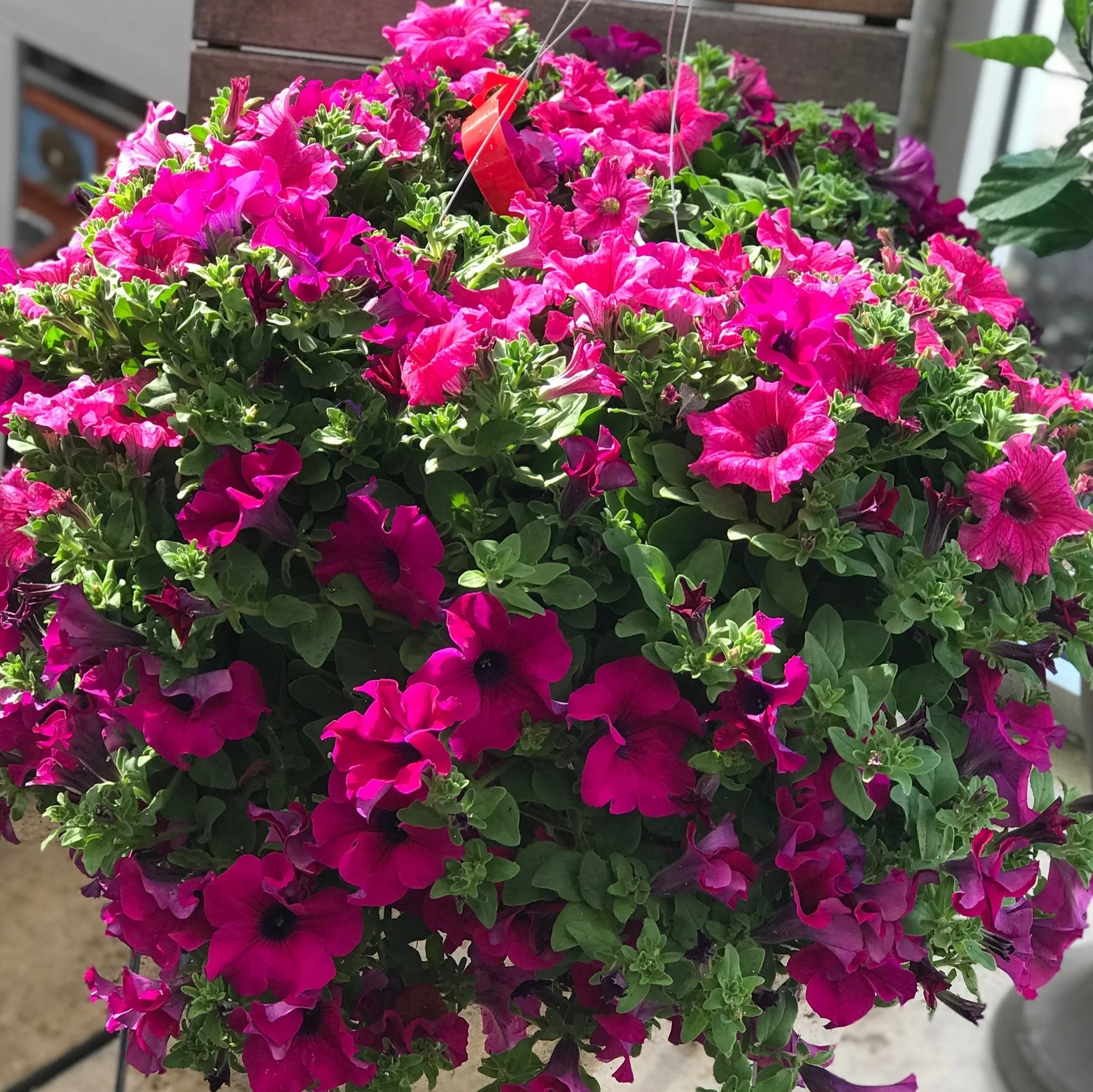 Hanging Basket $19.99-$56.99 