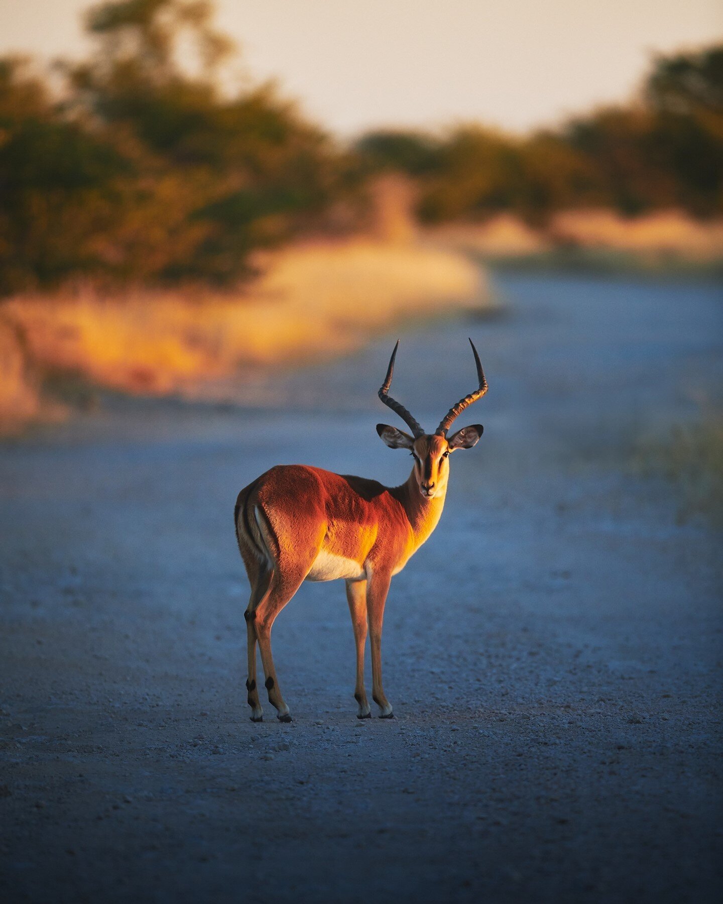 Found this lonely impala just as the first rays of sun came out. Sometimes you get lucky, sometimes not, but if you are not there you'll never know. 🇳🇦⁠