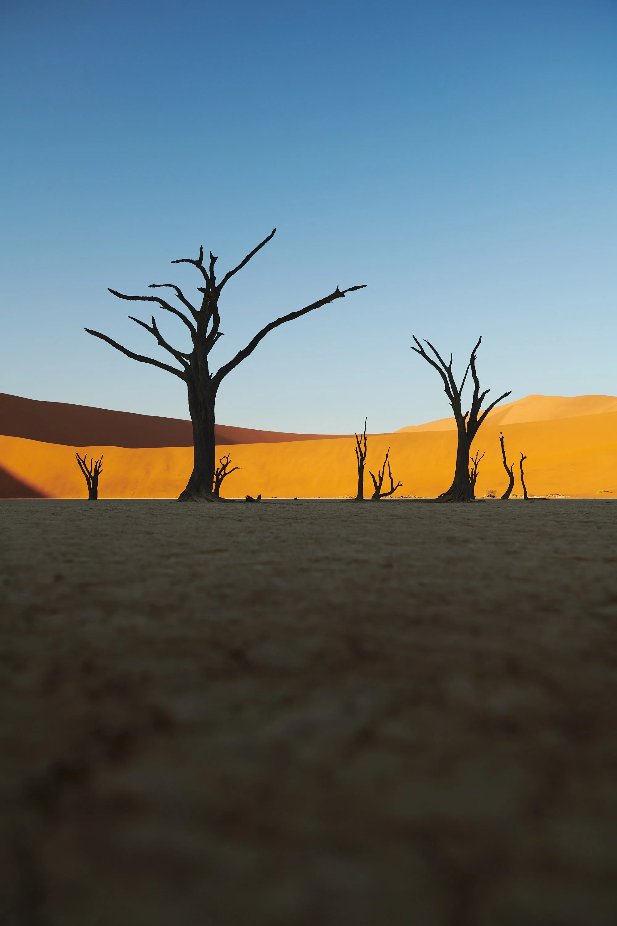 Deadvlei’s Fossilised Forest: Photographing Ancient Trees Under Desert Sun and Stars