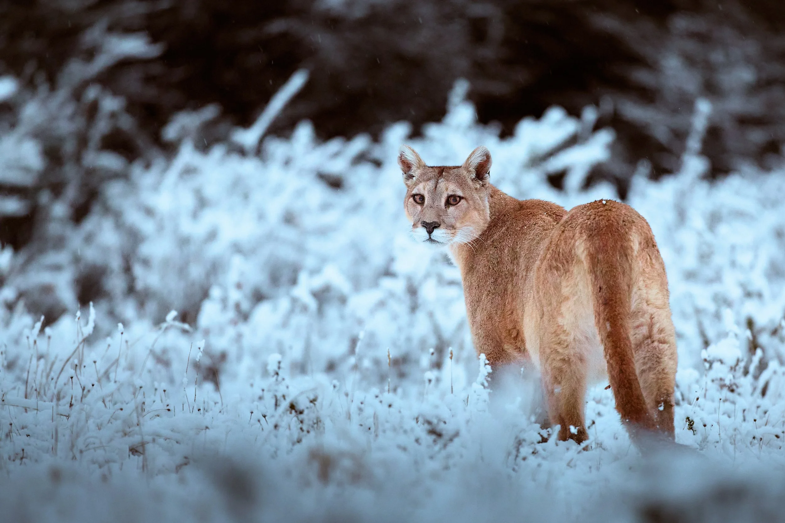 How to Photograph Wildlife&nbsp;in&nbsp;Harsh Weather