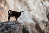 Best Wildlife Photography Cameras for Beginners in 2025 (Top Picks ...