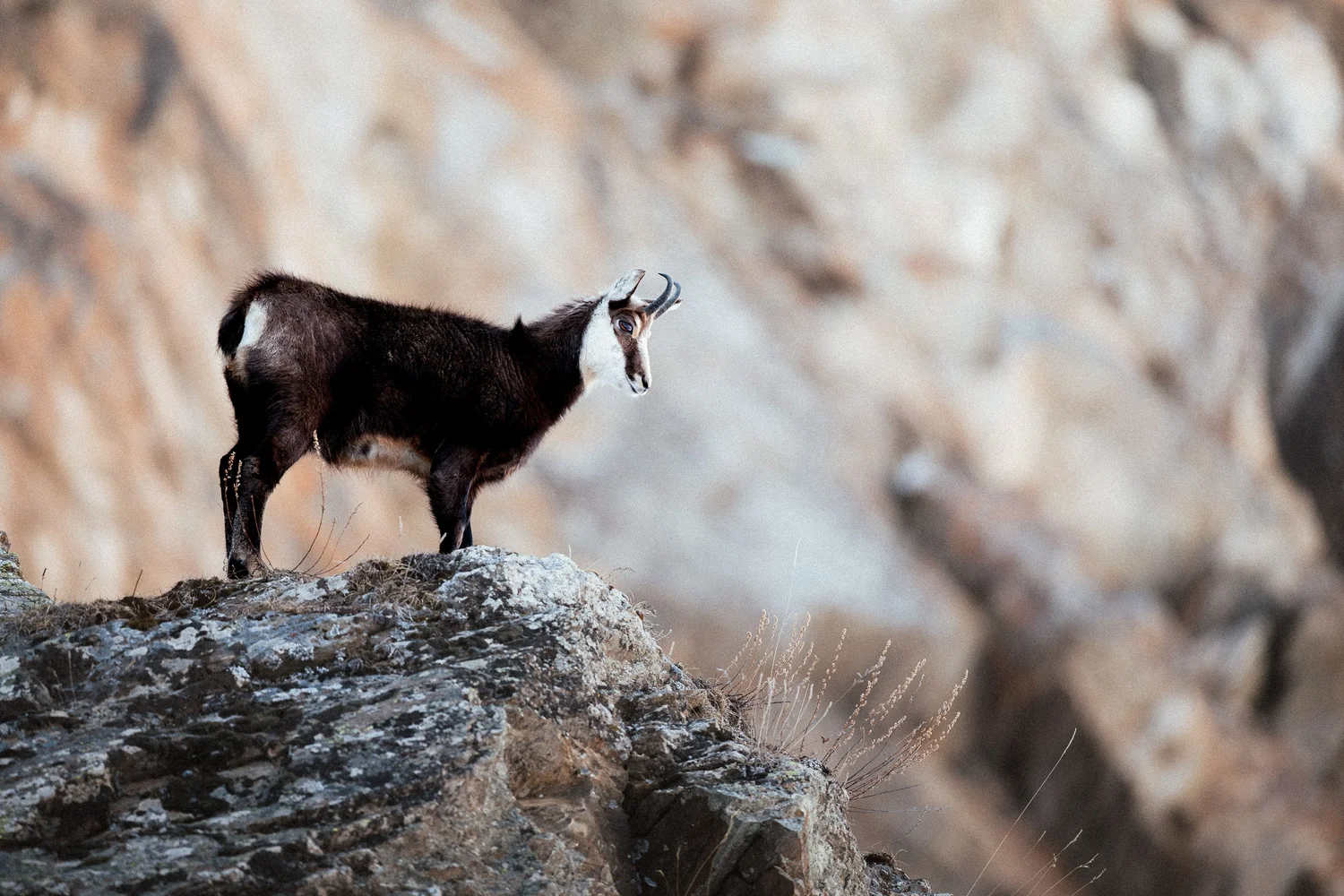 Best Wildlife Photography Cameras for Beginners in 2025 (Top Picks ...