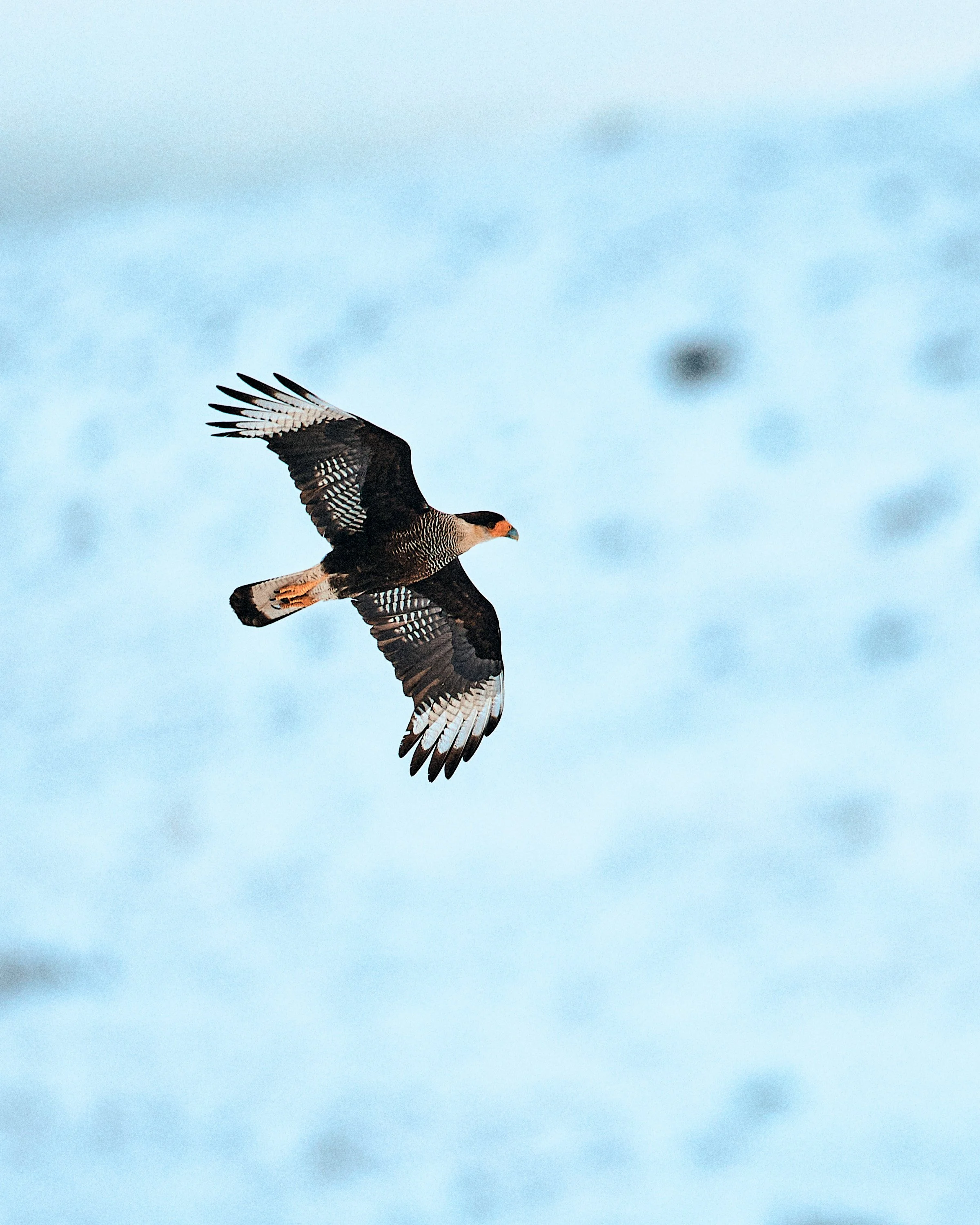 Best Wildlife Photography Cameras for Beginners in 2025 (Top Picks ...