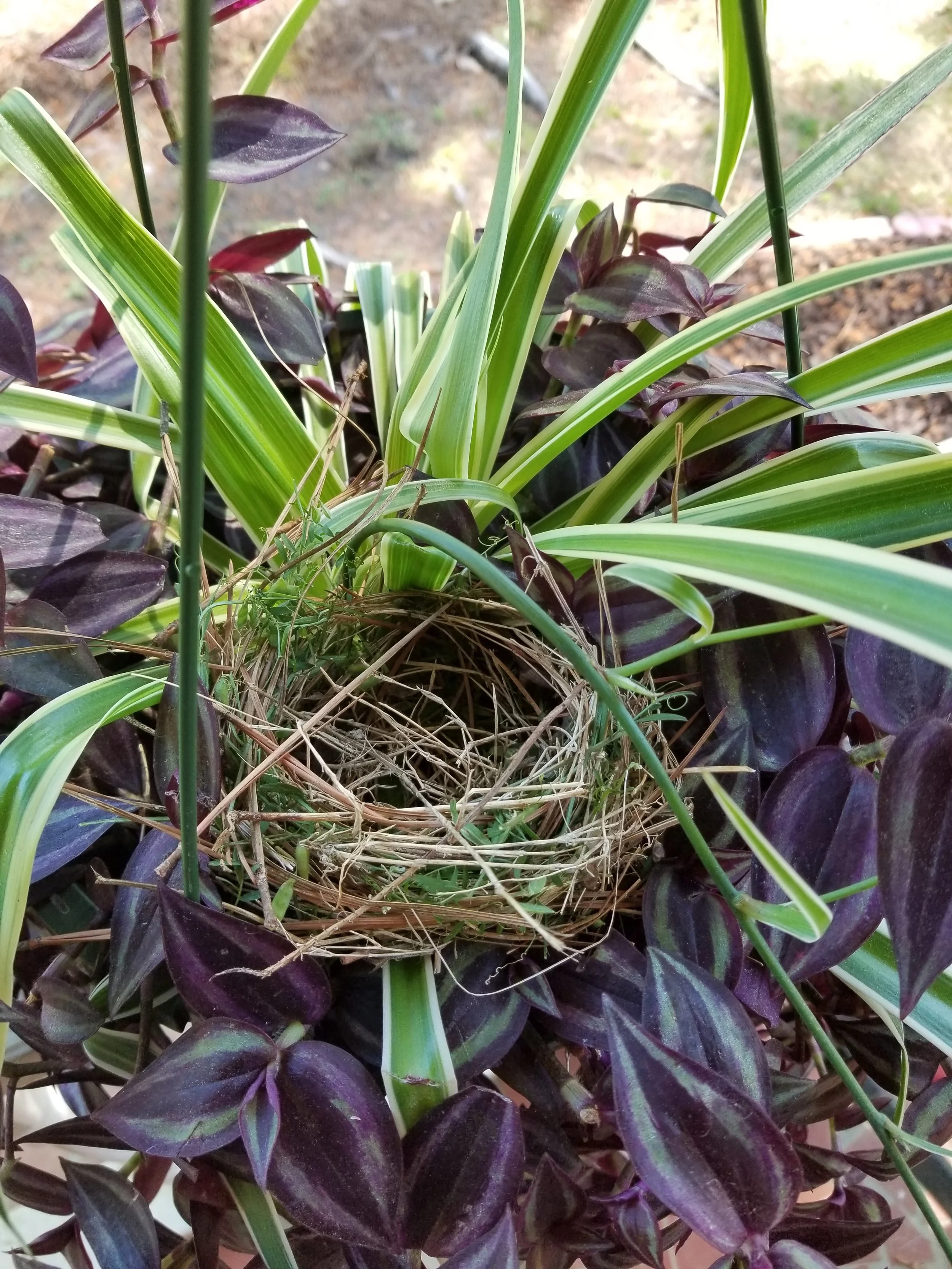 new nest.jpg
