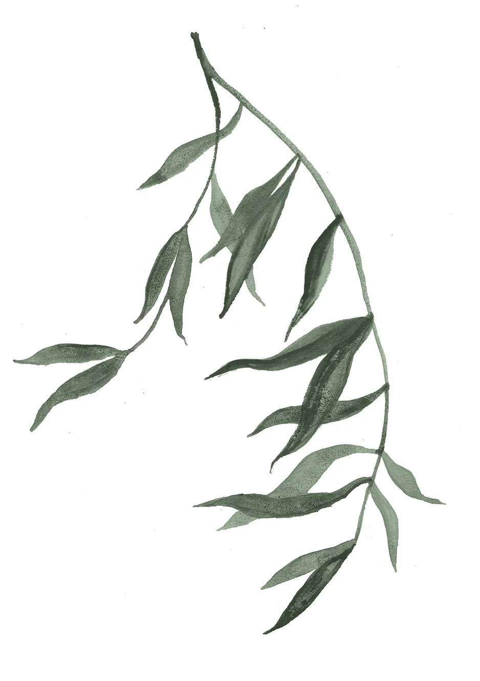 willow_2_300dpi.jpg