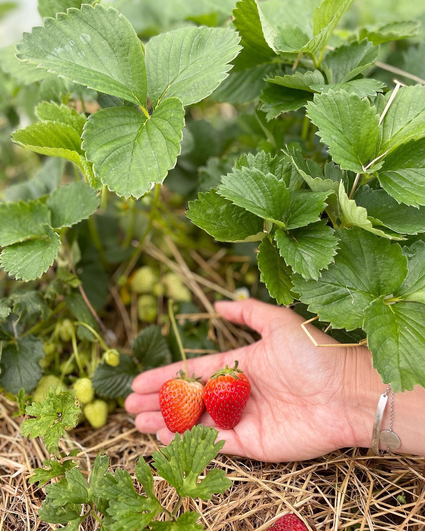 🍓 First strawberries of the season! We went hunting in the polytunnel after school and discovered we&rsquo;re set for a bumper crop this year 🍓