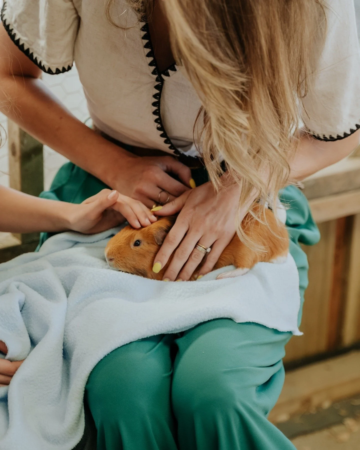 Nos adorables cochons d'Inde adorent les câlins 🐹🤍 Ils sont doux, amicaux et toujours heureux d'être pris dans les bras. 

Taguez quelqu'un qui, selon vous, aimerait visiter notre zoo pour enfants ! ☀

 #LibbearBarton #CochonsdInde #AnimauxAdorables #PlaisirsDeLaFerme #AmoureuxDesAnimaux #SéjourEnFamille #VieÀLaCampagne #RuralRe