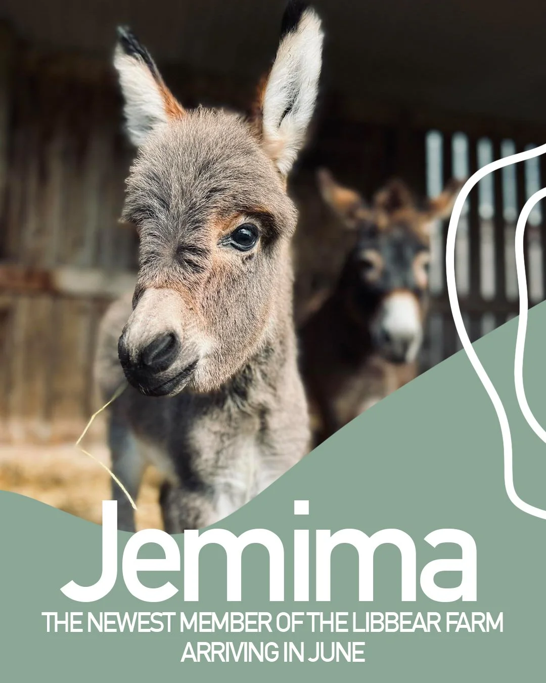 Exciting news at Libbear 🐴✨ Our donkey Jemima is expecting a foal who will be born this June! We can&rsquo;t wait to welcome our newest little friend! 🤍

 #LibbearBarton #DonkeyFoal #FarmLife #NewArrival #AnimalLovers #CountrysideEscape #RuralRetre