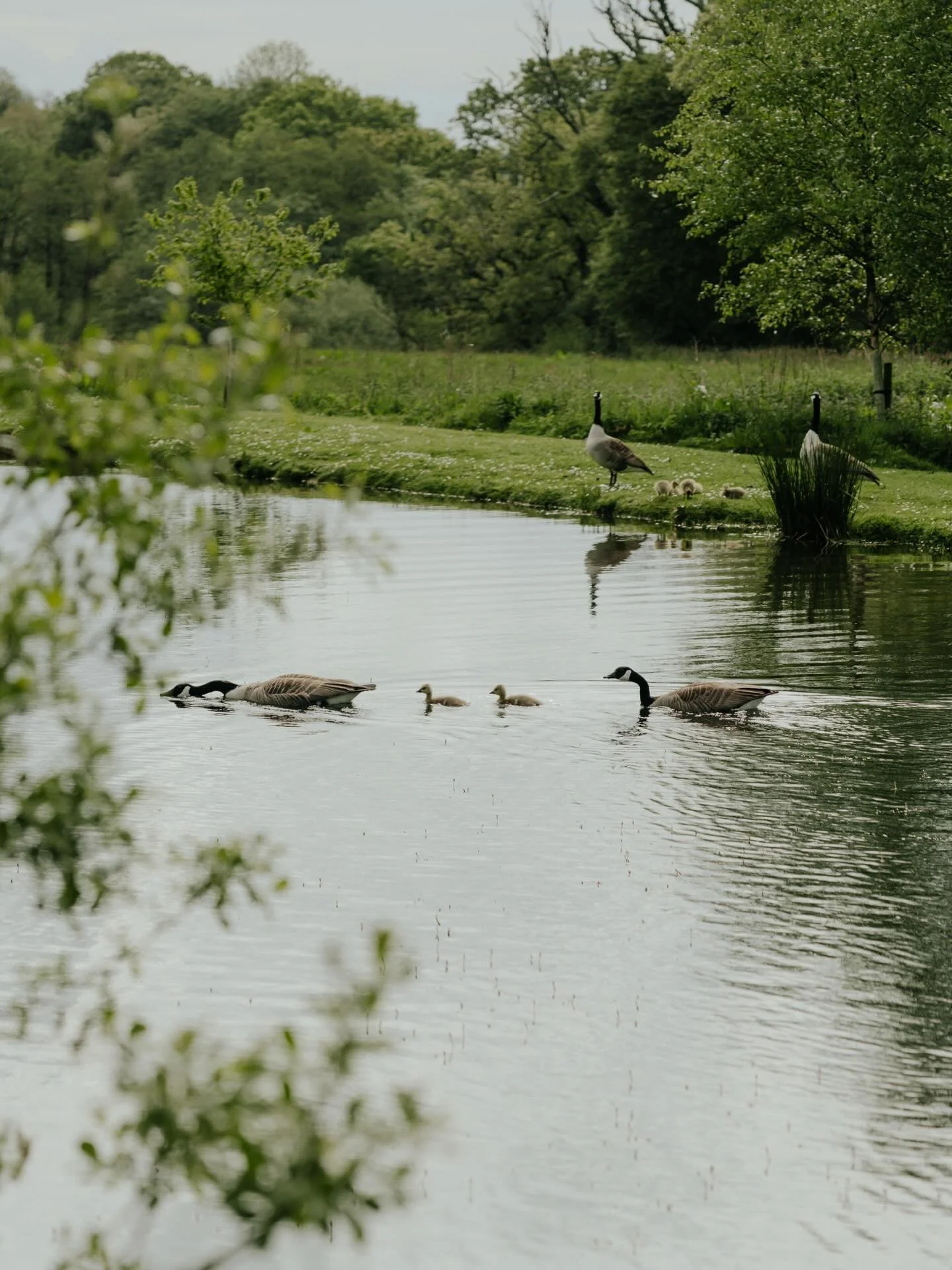 The goslings have hatched, the wisteria is blooming and spring has officially sprung at Libbear Barton 🌿☀️🐥 

#LibbearBarton #SpringHasSprung #CountrysideLife #Wisteria #Goslings SpringVibes NatureLovers RuralRetreat DevonStay UKCountryside
