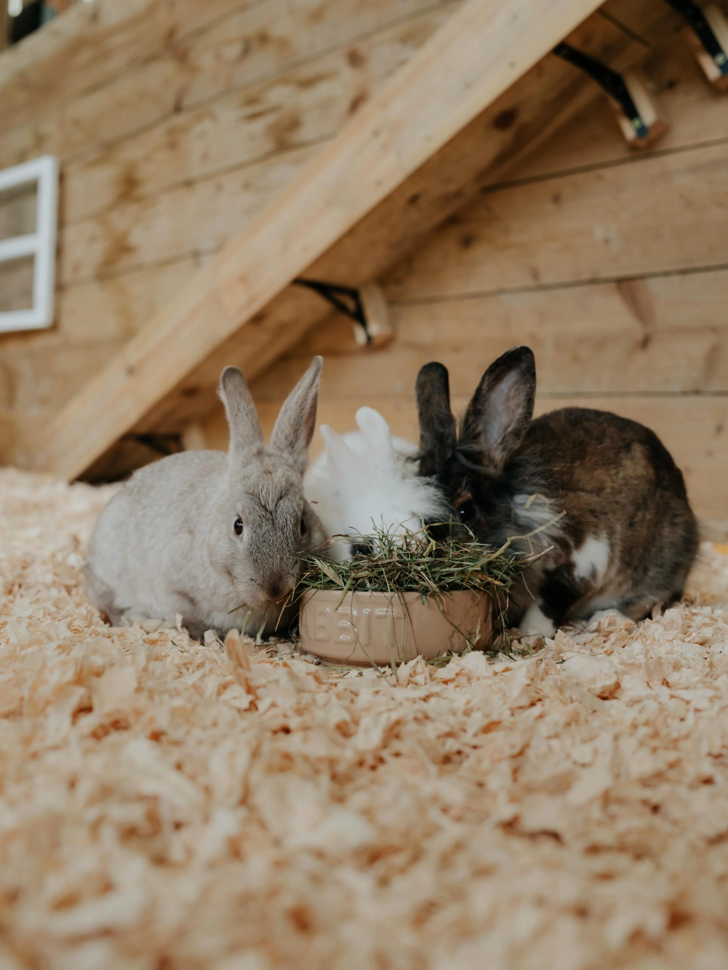 Some very cute new additions at Libbear Barton 🐰🤍 Our bunnies have officially arrived and we&rsquo;re already obsessed.

 #LibbearBarton #Bunnies #NewArrivals #CuteAnimals #FarmLife AnimalLovers CountrysideEscape RuralRetreat DevonStay UKCountrysid