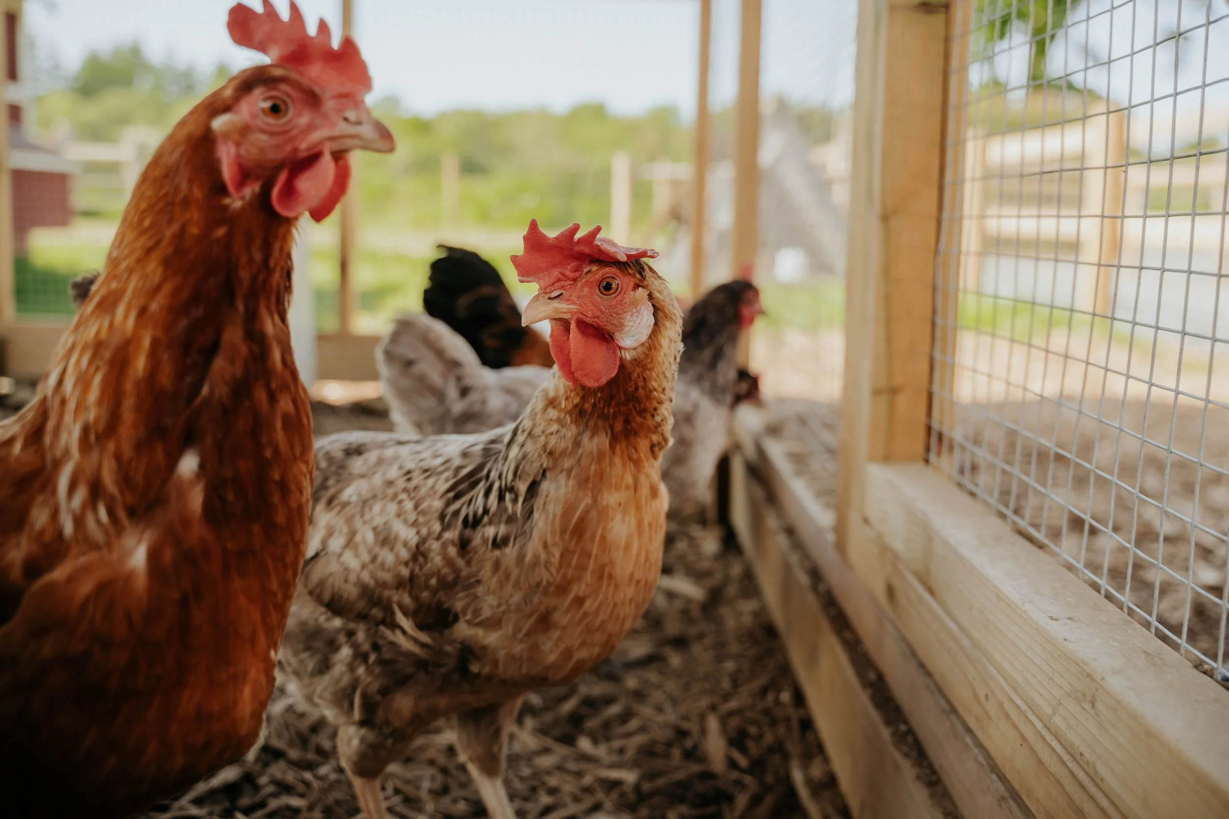 Ferme pédagogique-5.jpg