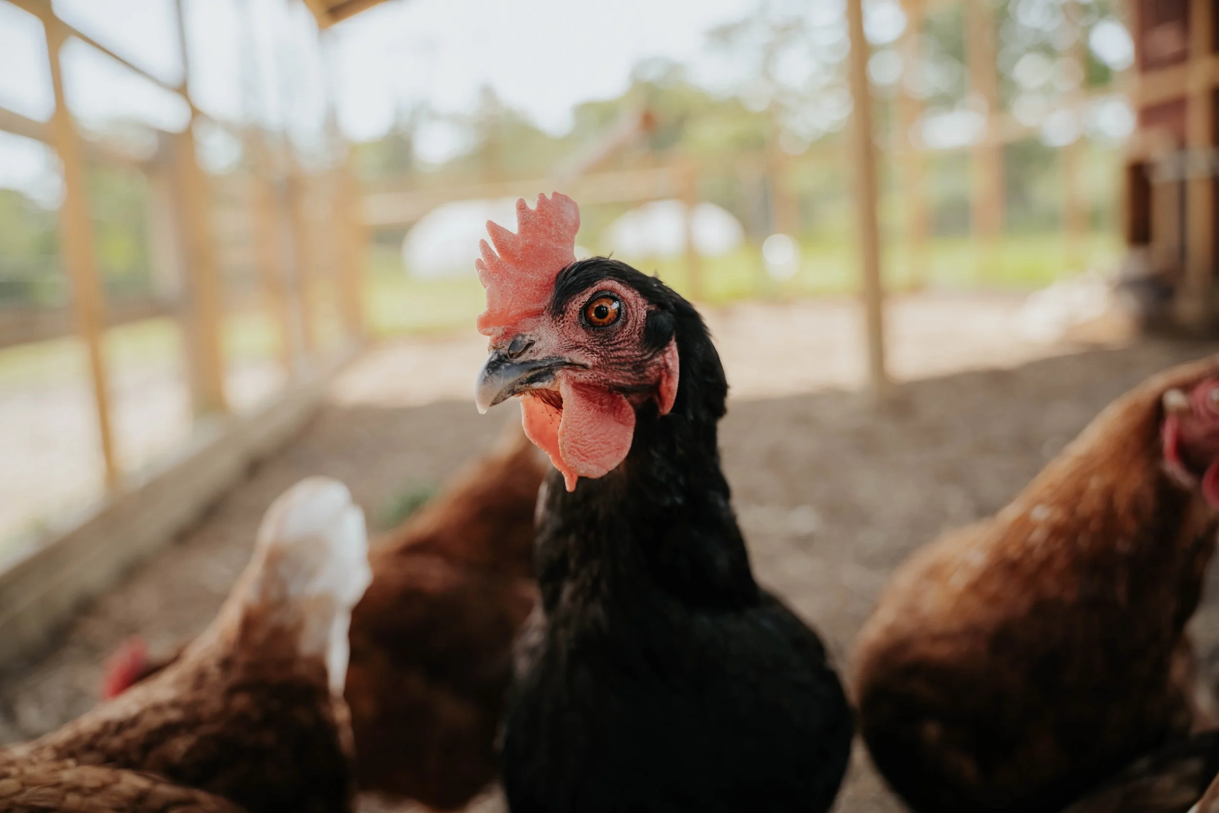 Ferme pédagogique-4.jpg