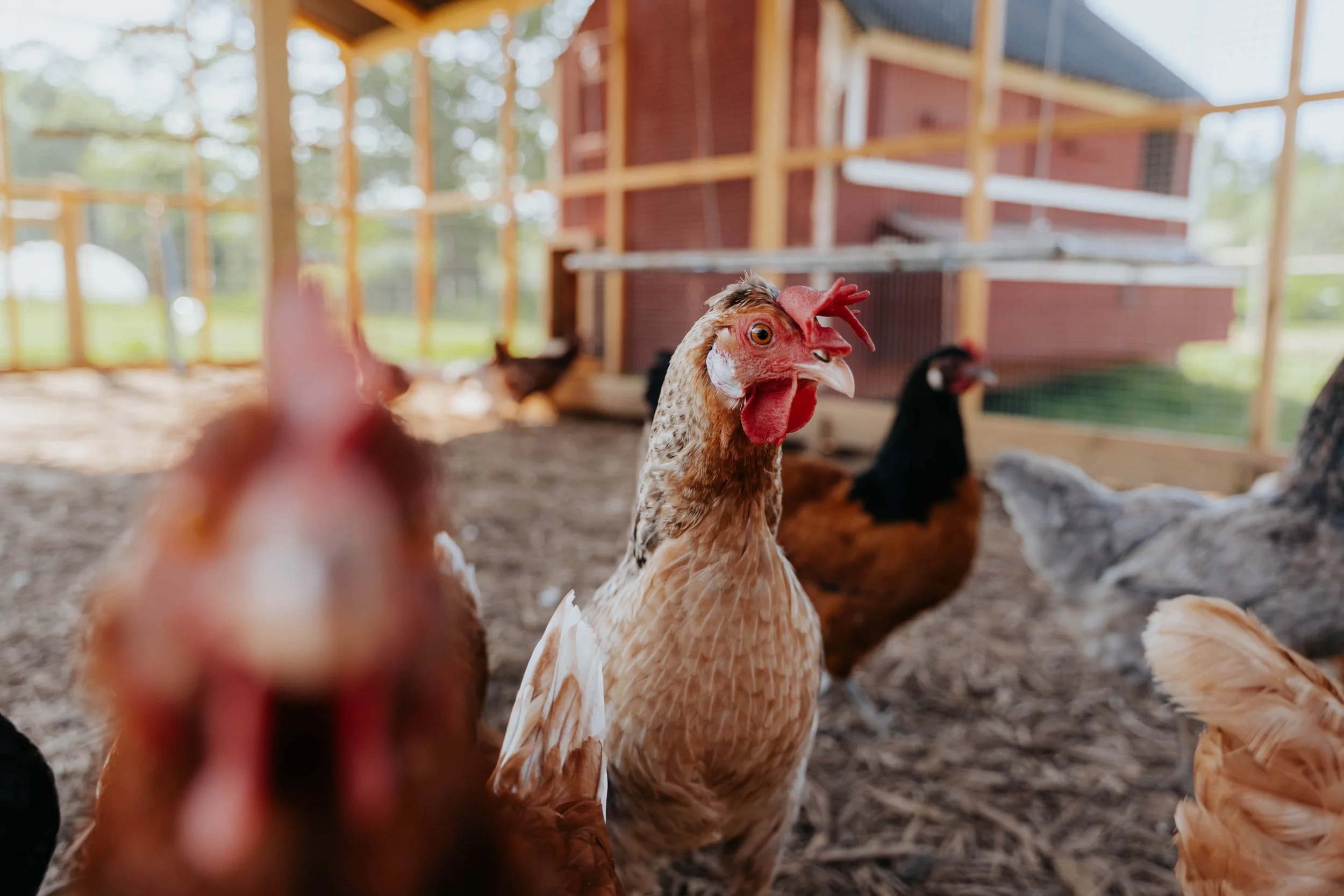 Ferme pédagogique-3.jpg