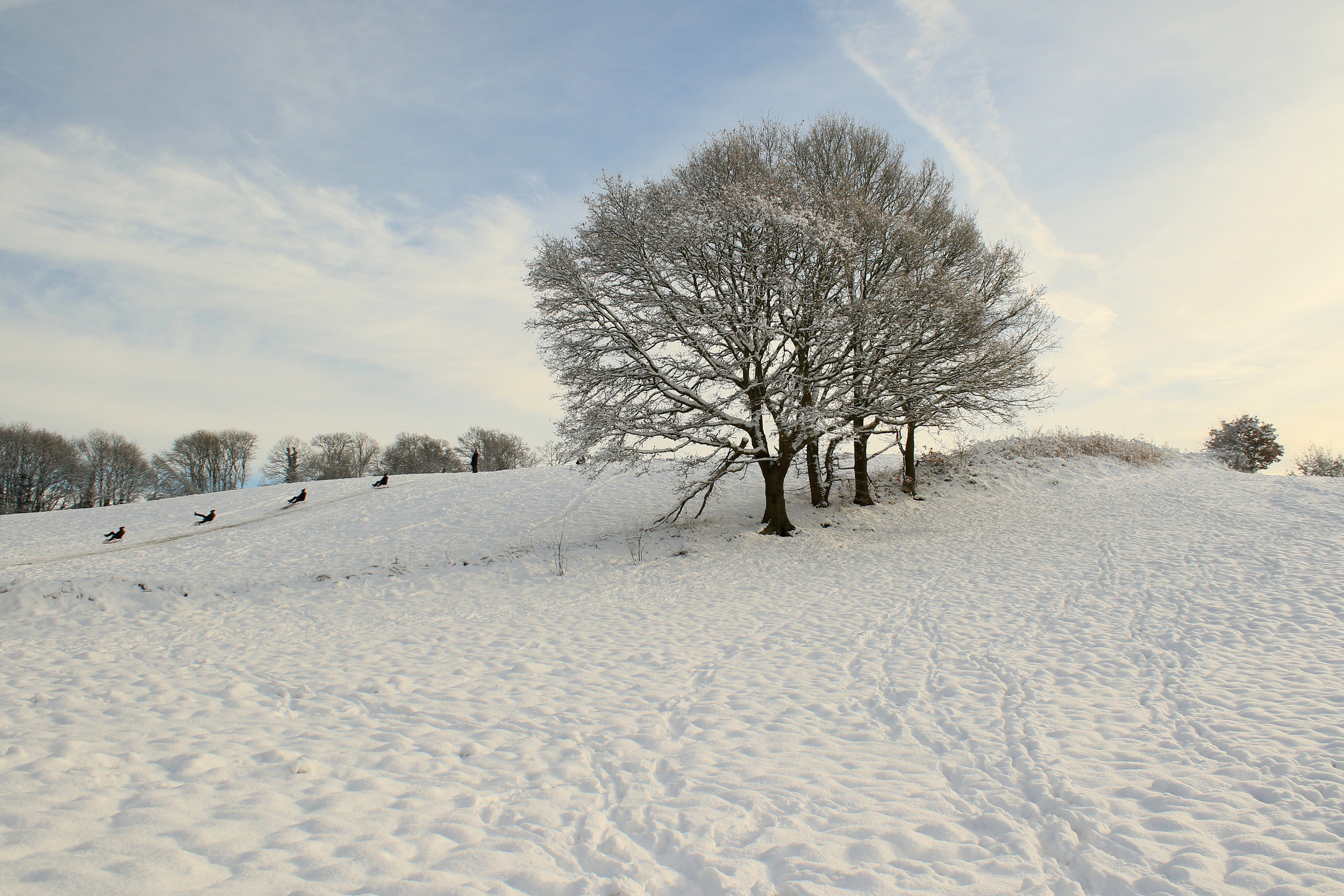 Winter Sledging and Trees